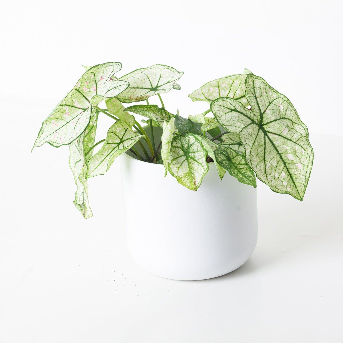 Caladium 'Cranberry'