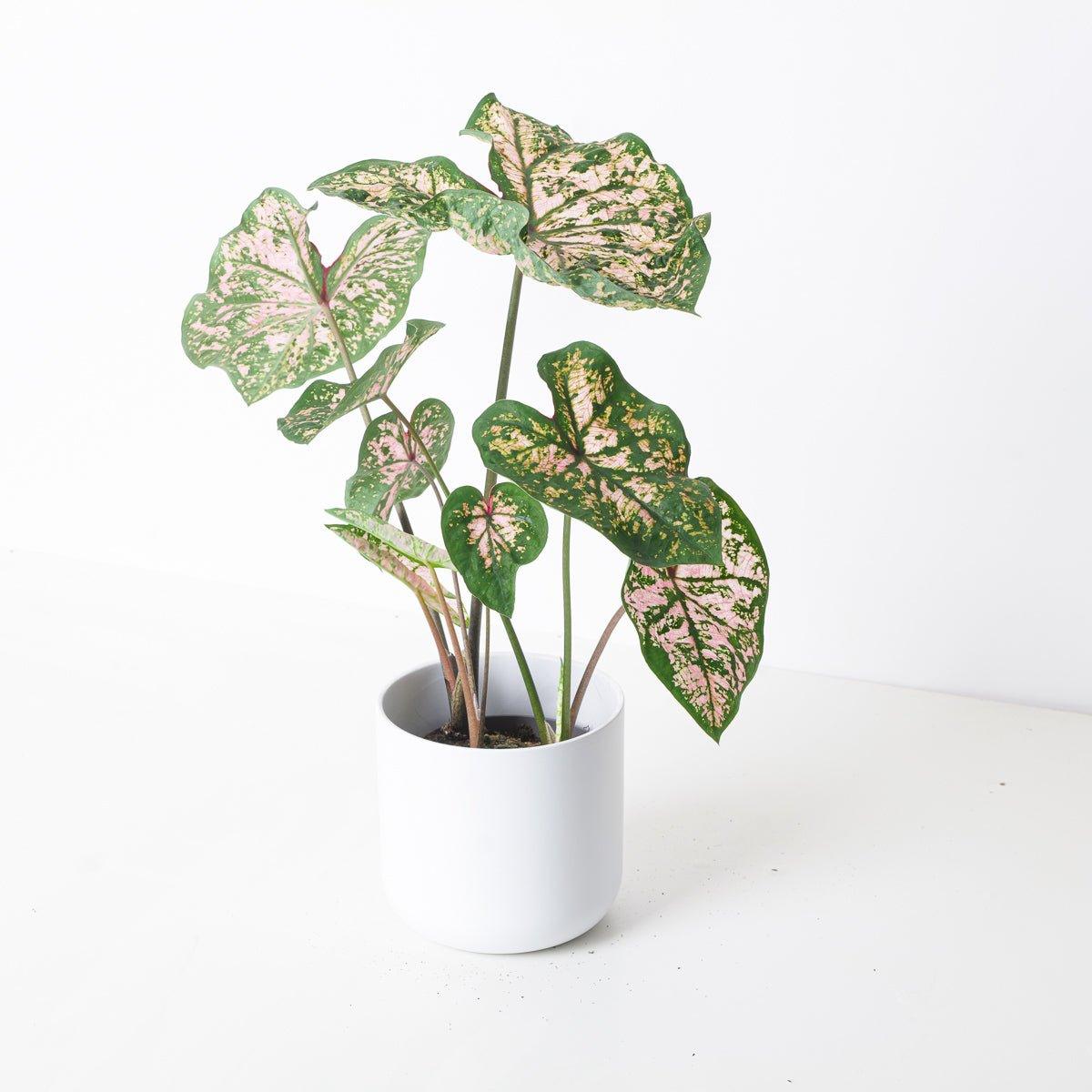 Caladium 'Florida Elise'