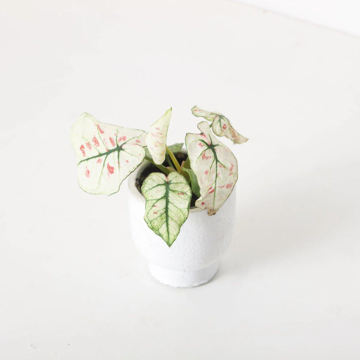 Caladium 'Kelly'