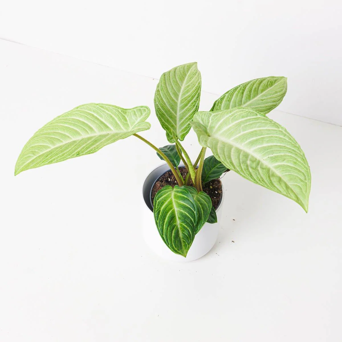 Caladium Lindenii 'Mint'