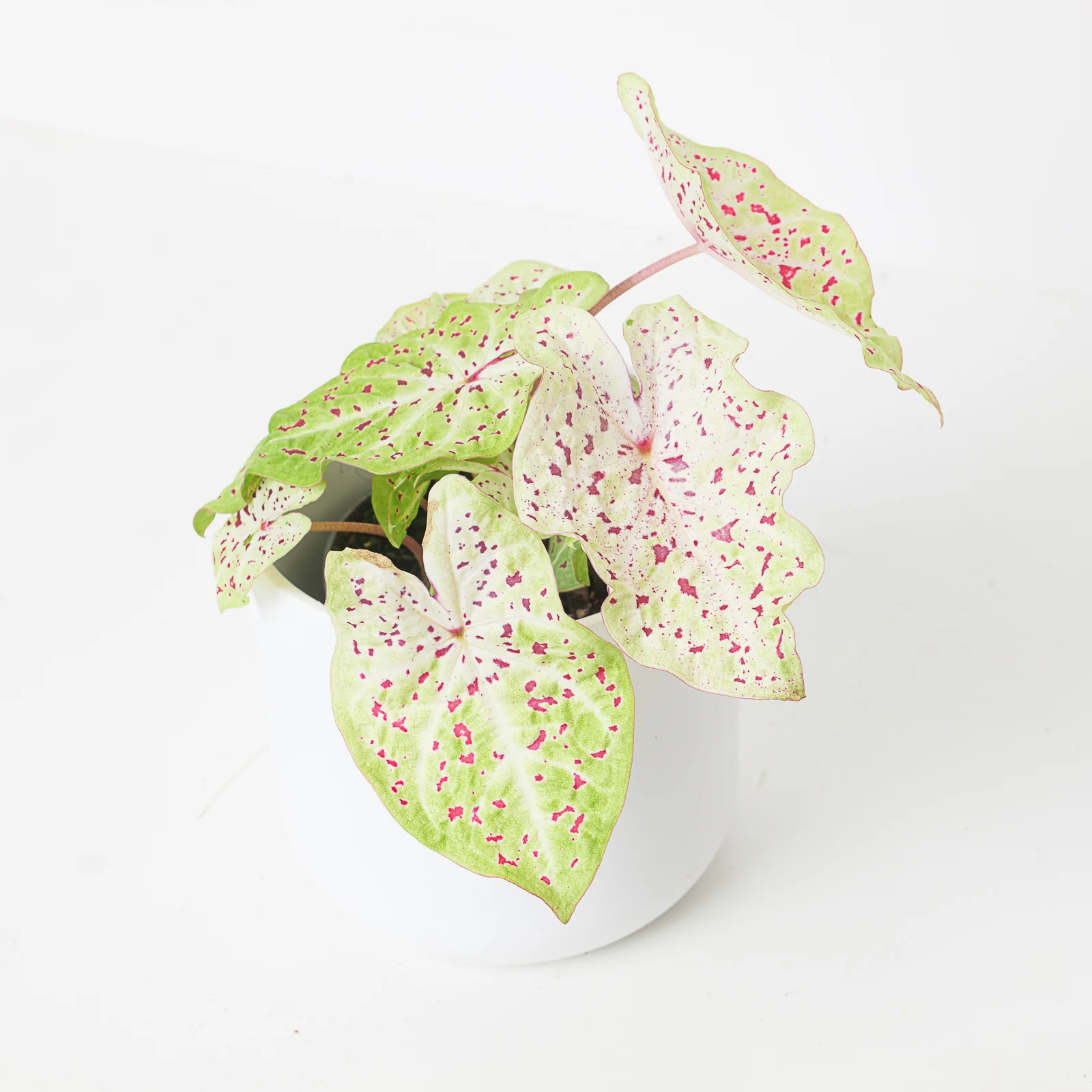Caladium Miss Muffett