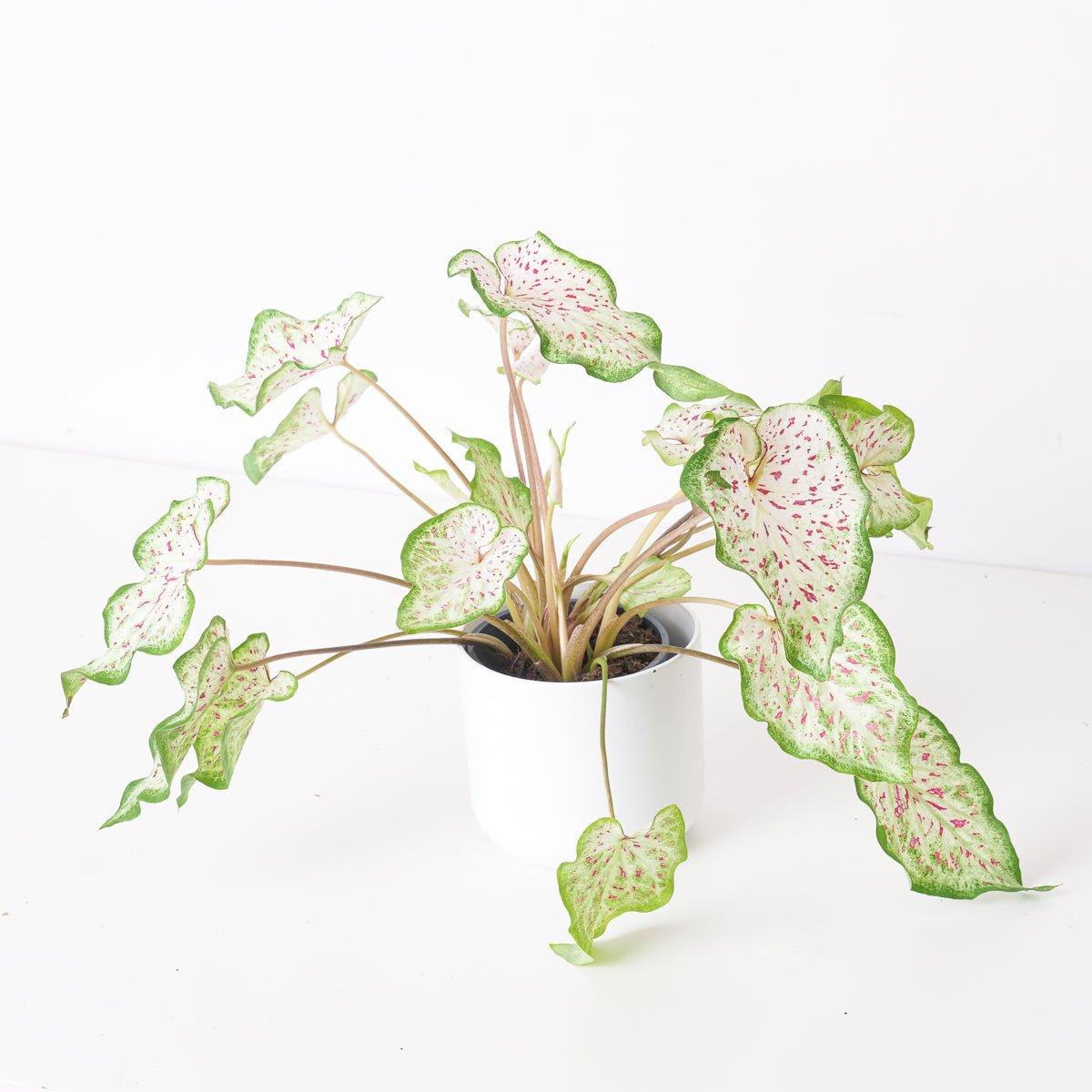 Caladium Miss Muffett - Image 2