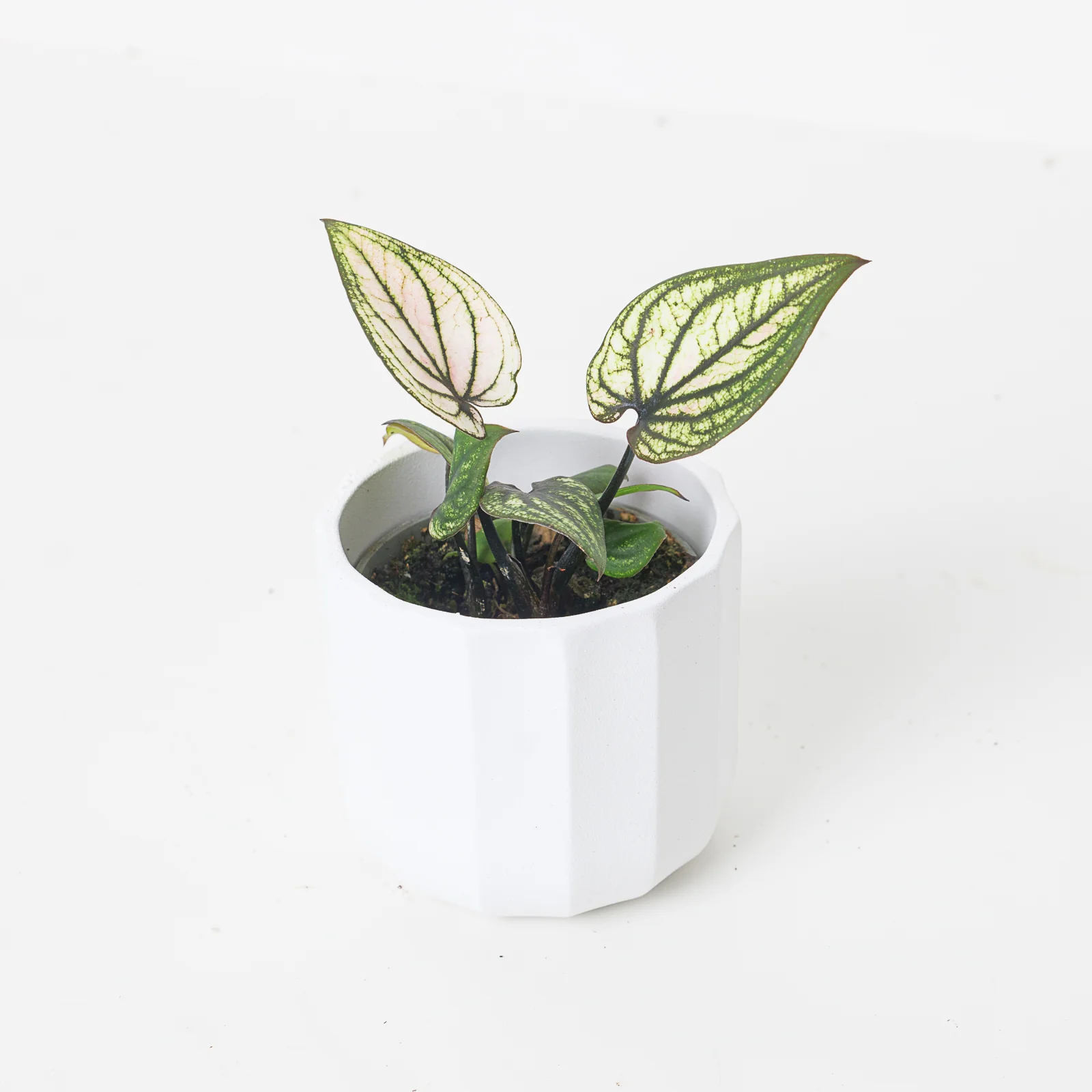 Caladium 'Pliage'