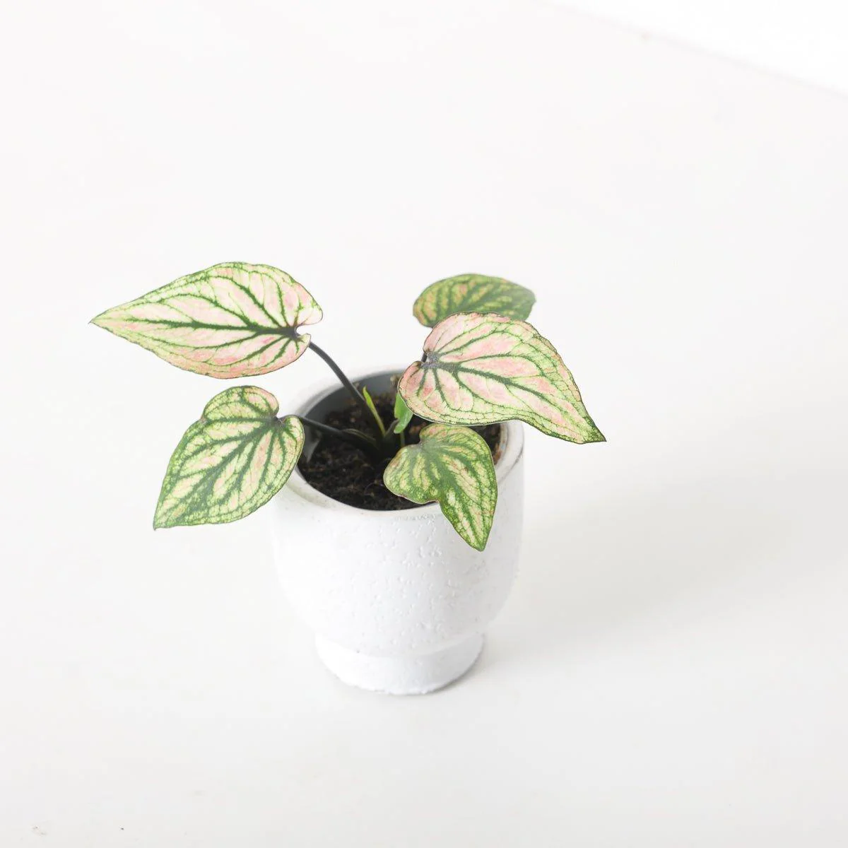 Caladium 'Pliage' - Image 2