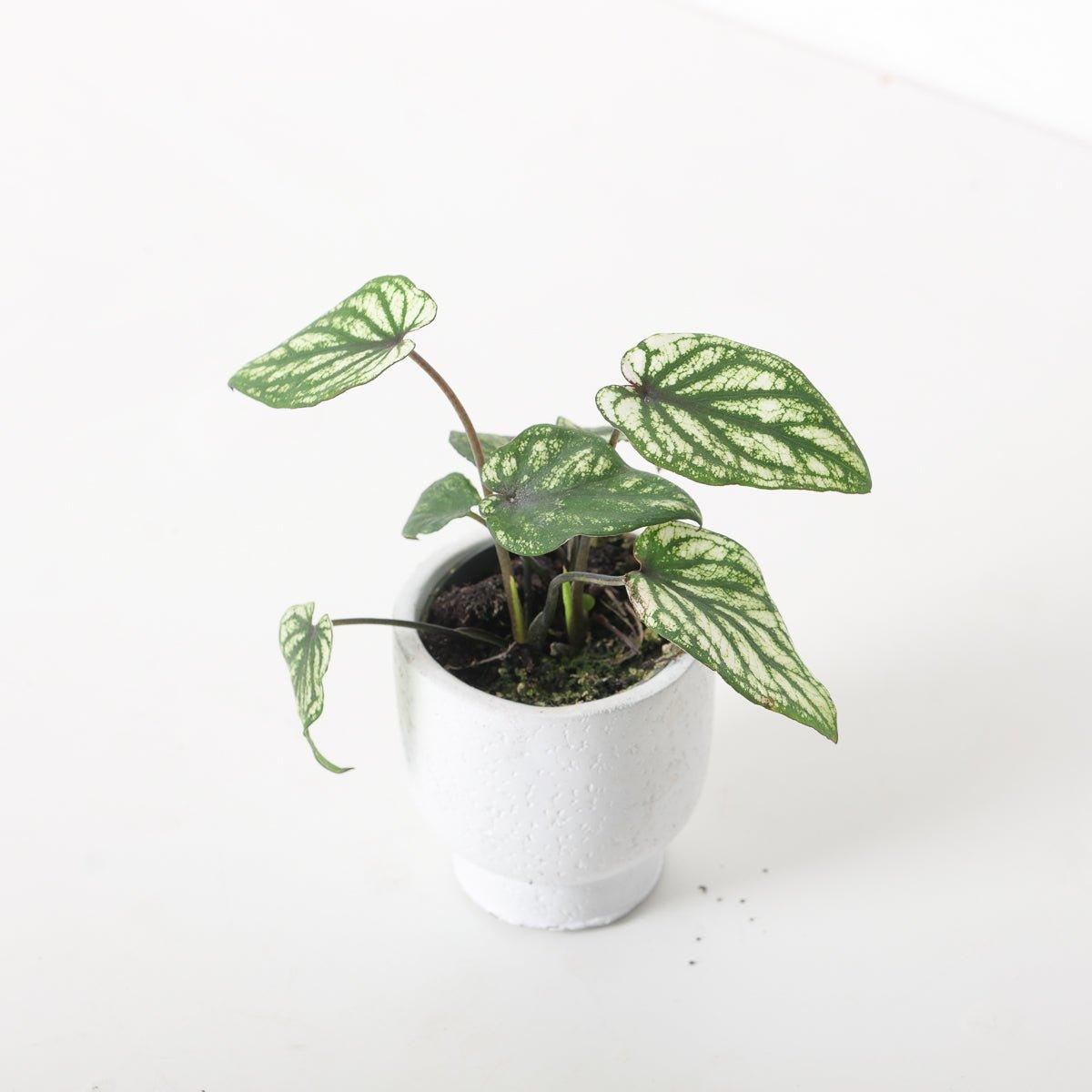Caladium 'Pliage' - Image 3