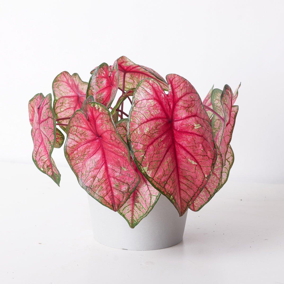 Caladium 'Red Heart'