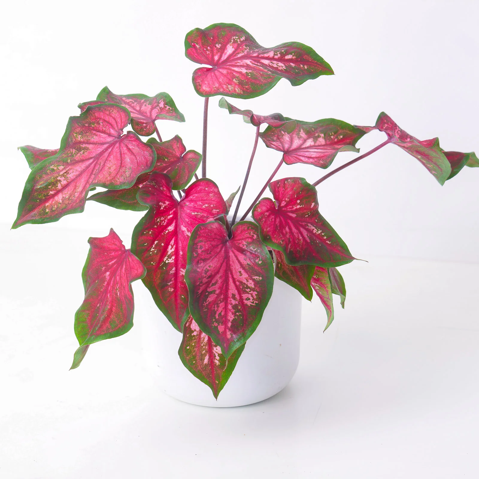Caladium Scarlet Flame