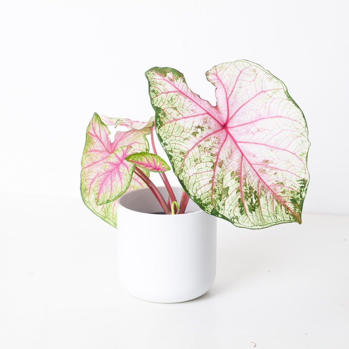 Caladium 'Summer Pink'