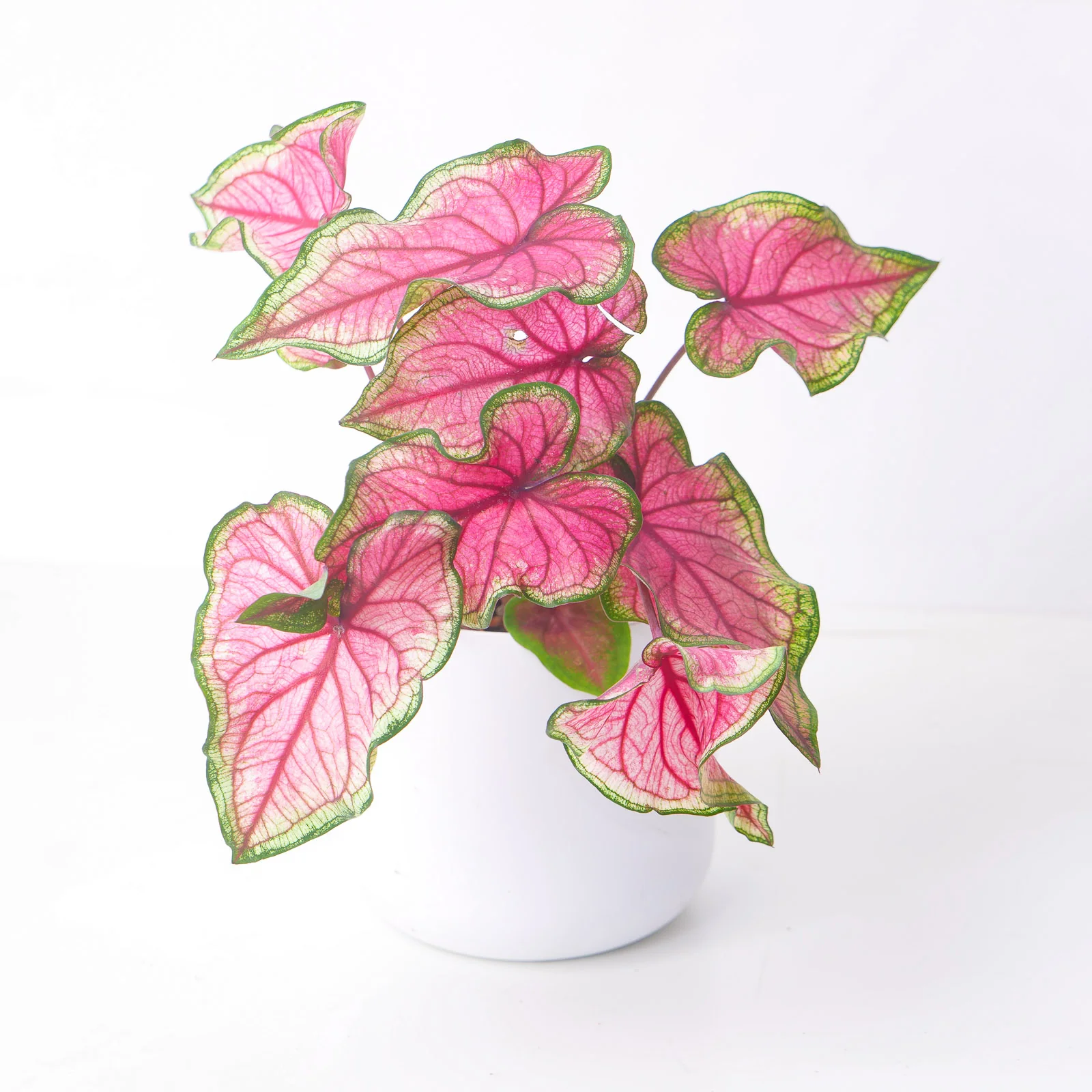 Caladium Sweetheart