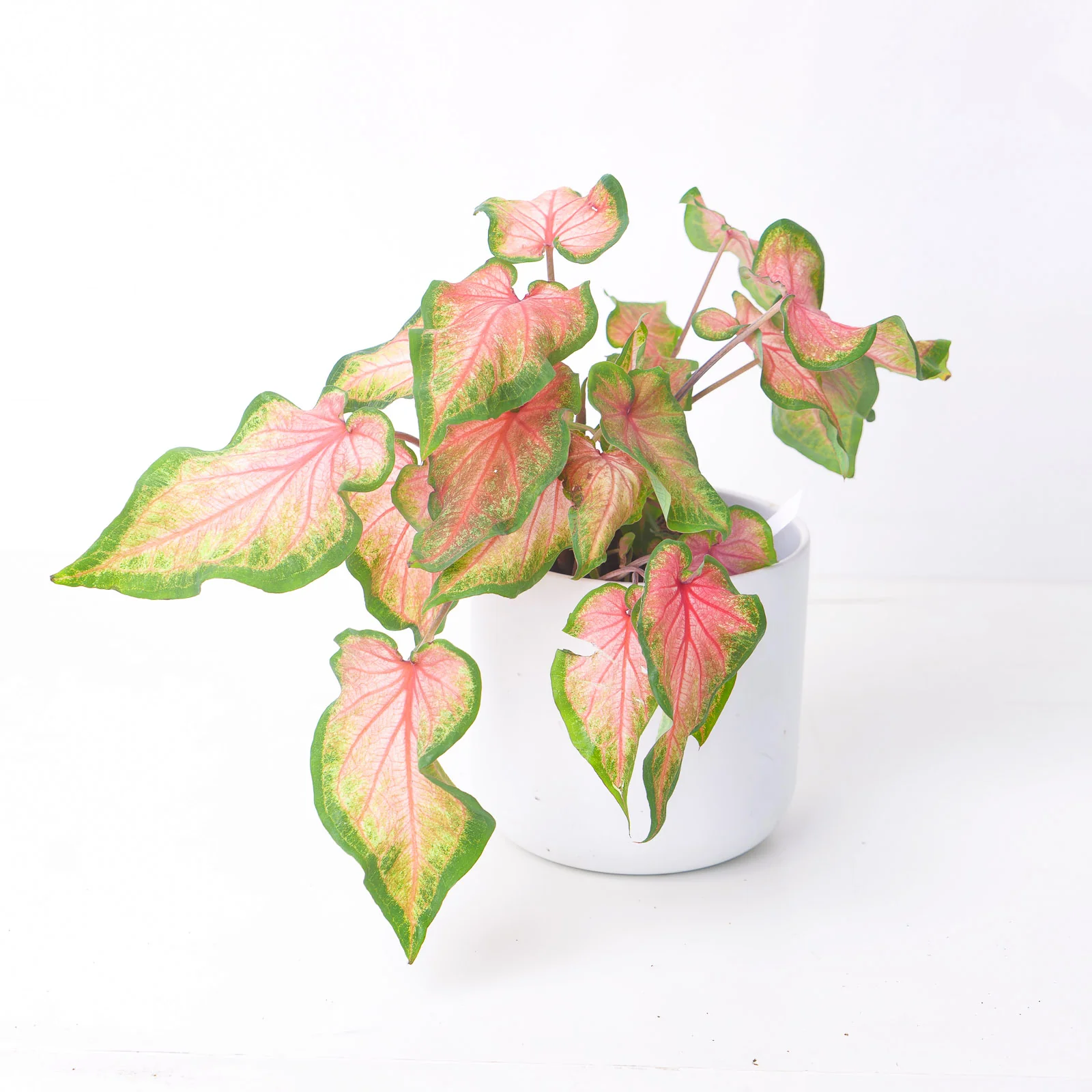Caladium Chinook