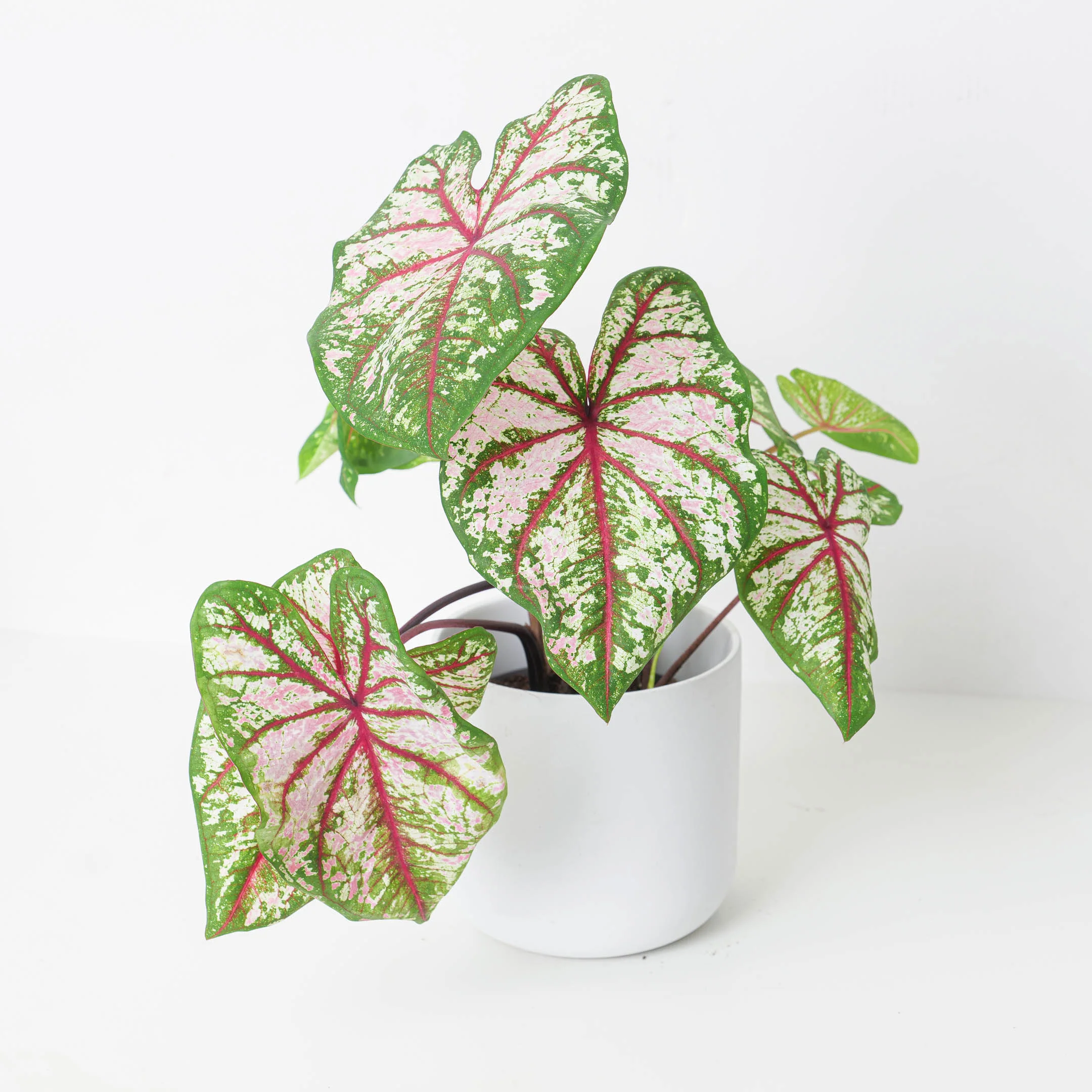 Caladium 'Tapestry'