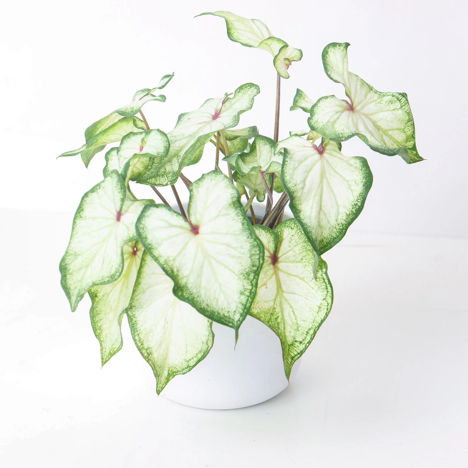 Caladium White Wonder