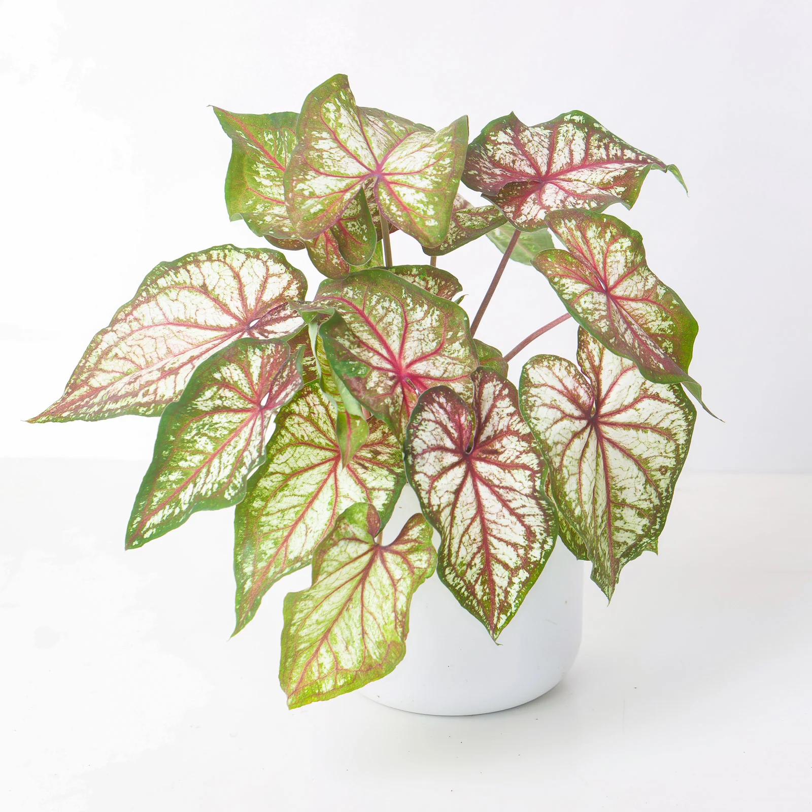 Caladium Xplosion