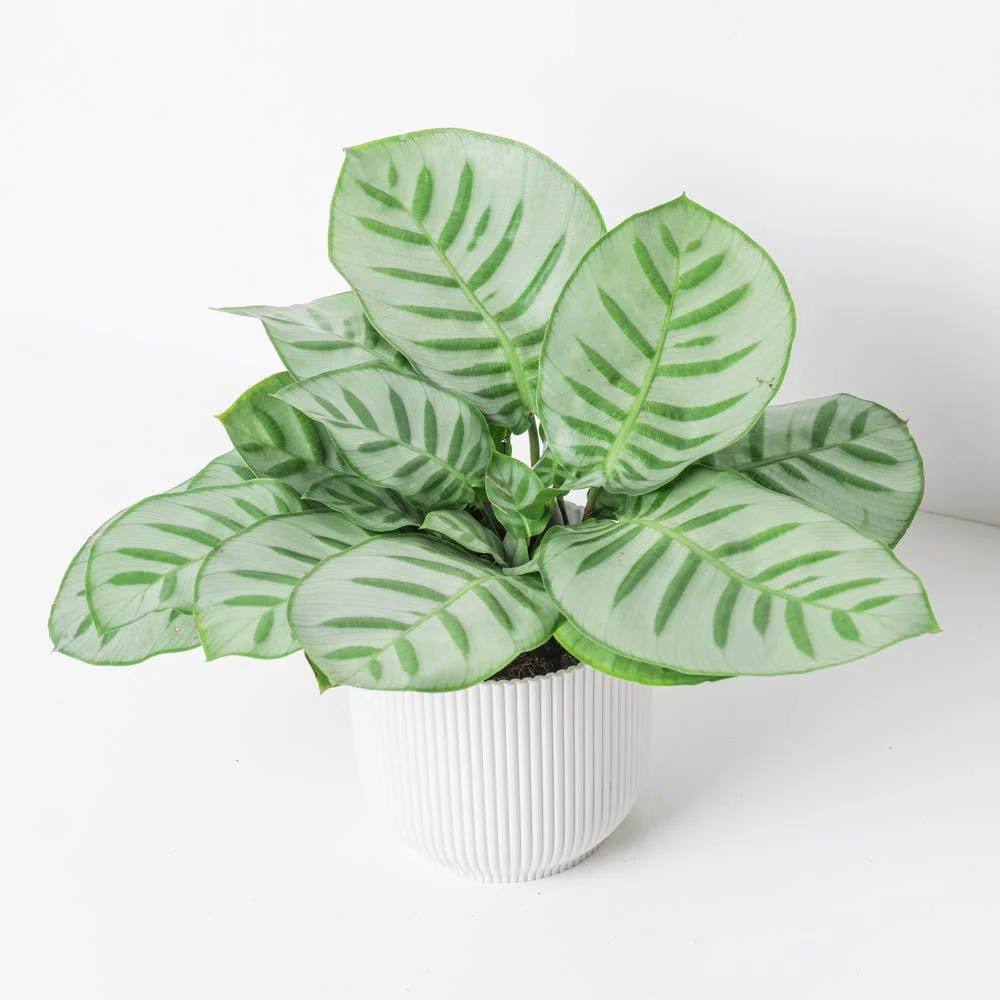 Calathea Bella Carlina