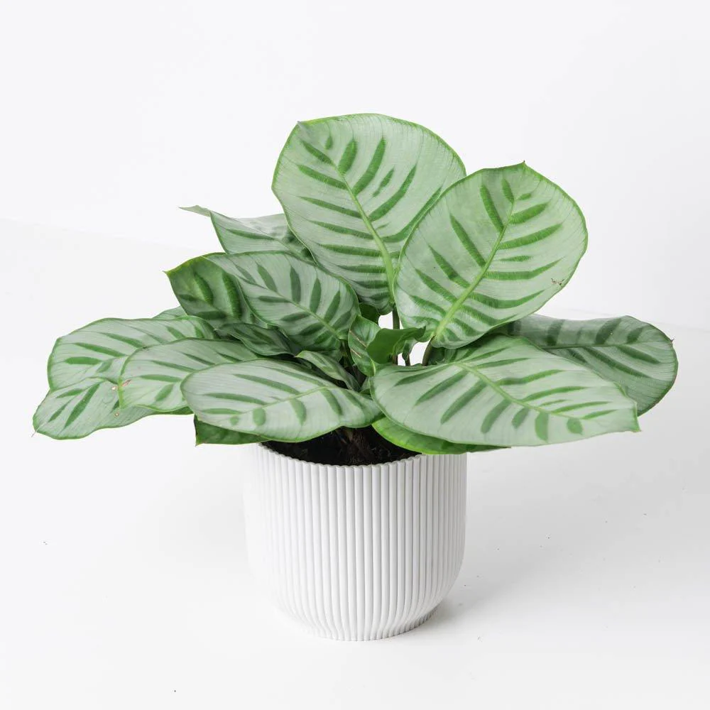 Calathea Bella Carlina - Image 2