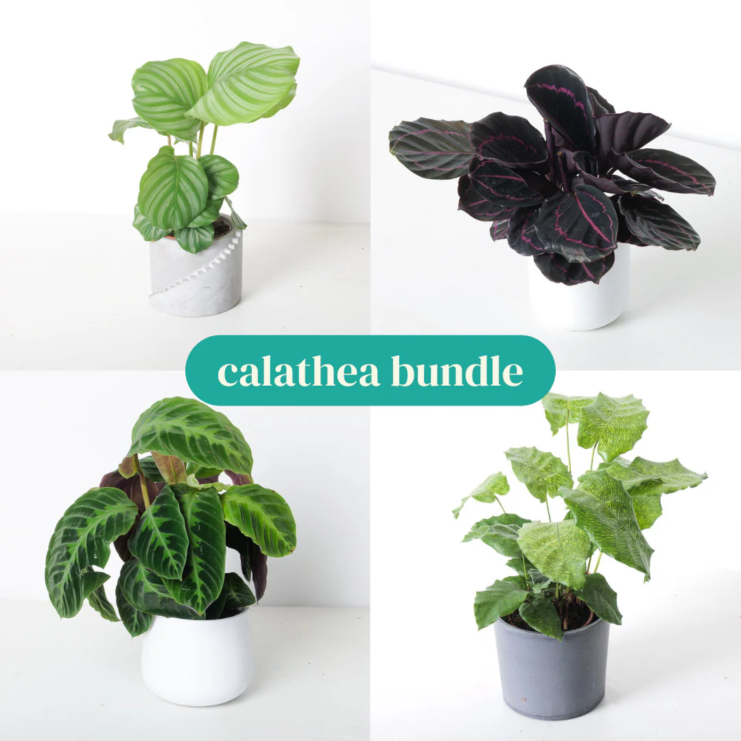 Calathea Bundle