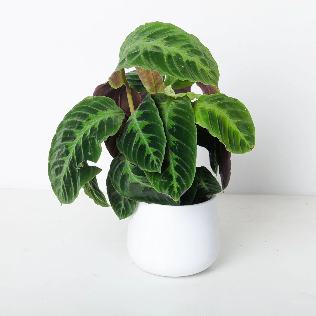 Calathea Bundle - Image 3