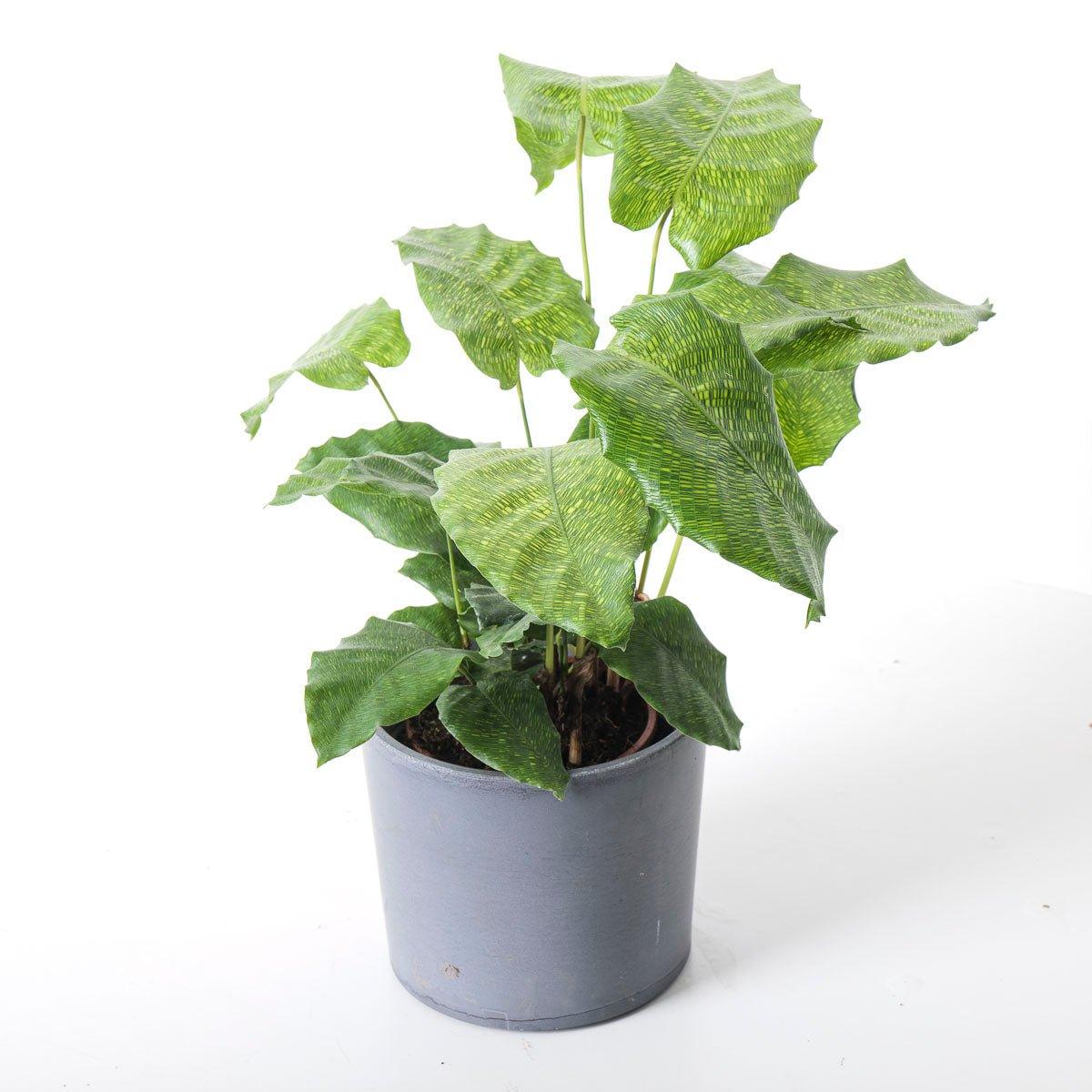 Calathea Bundle - Image 4