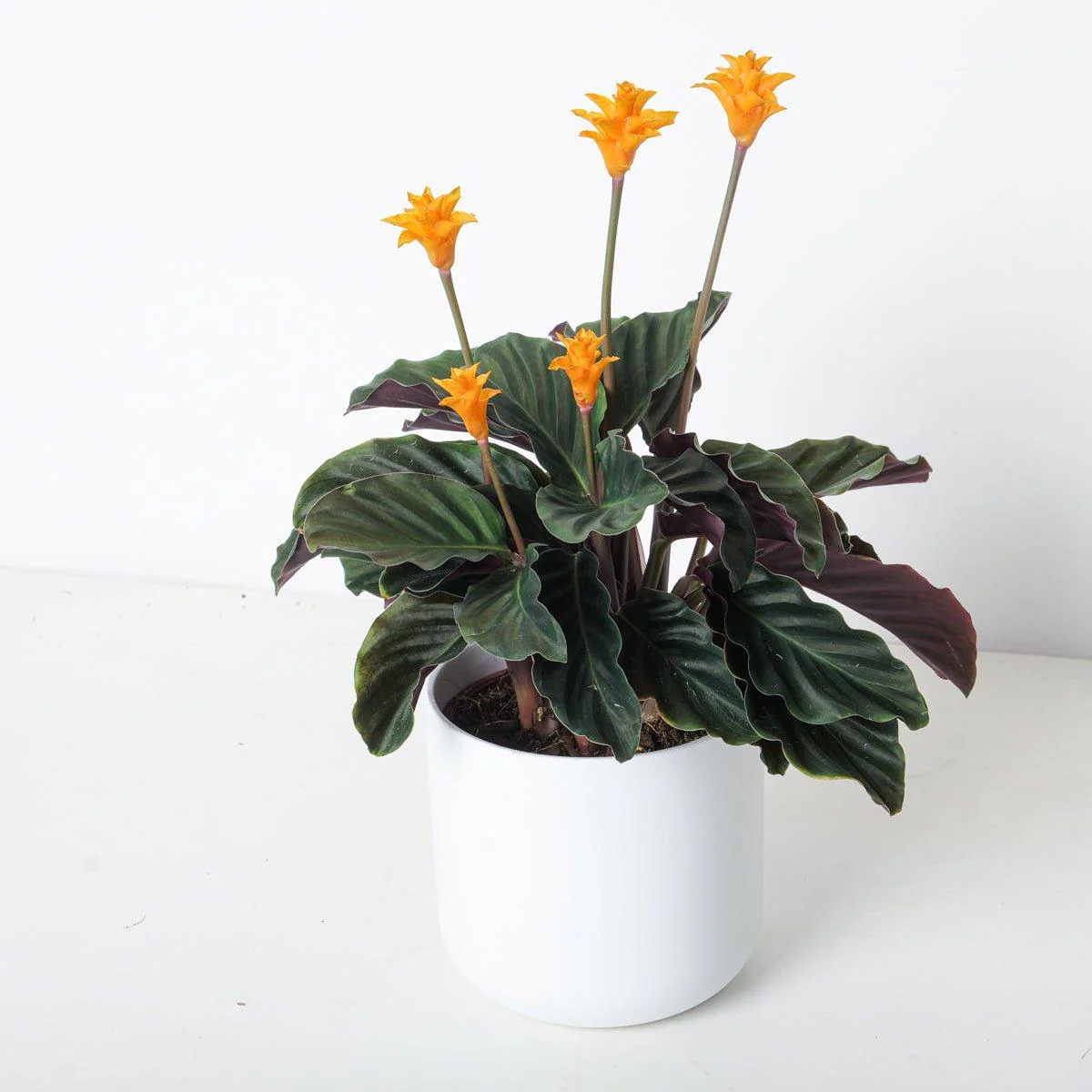 Calathea crocata