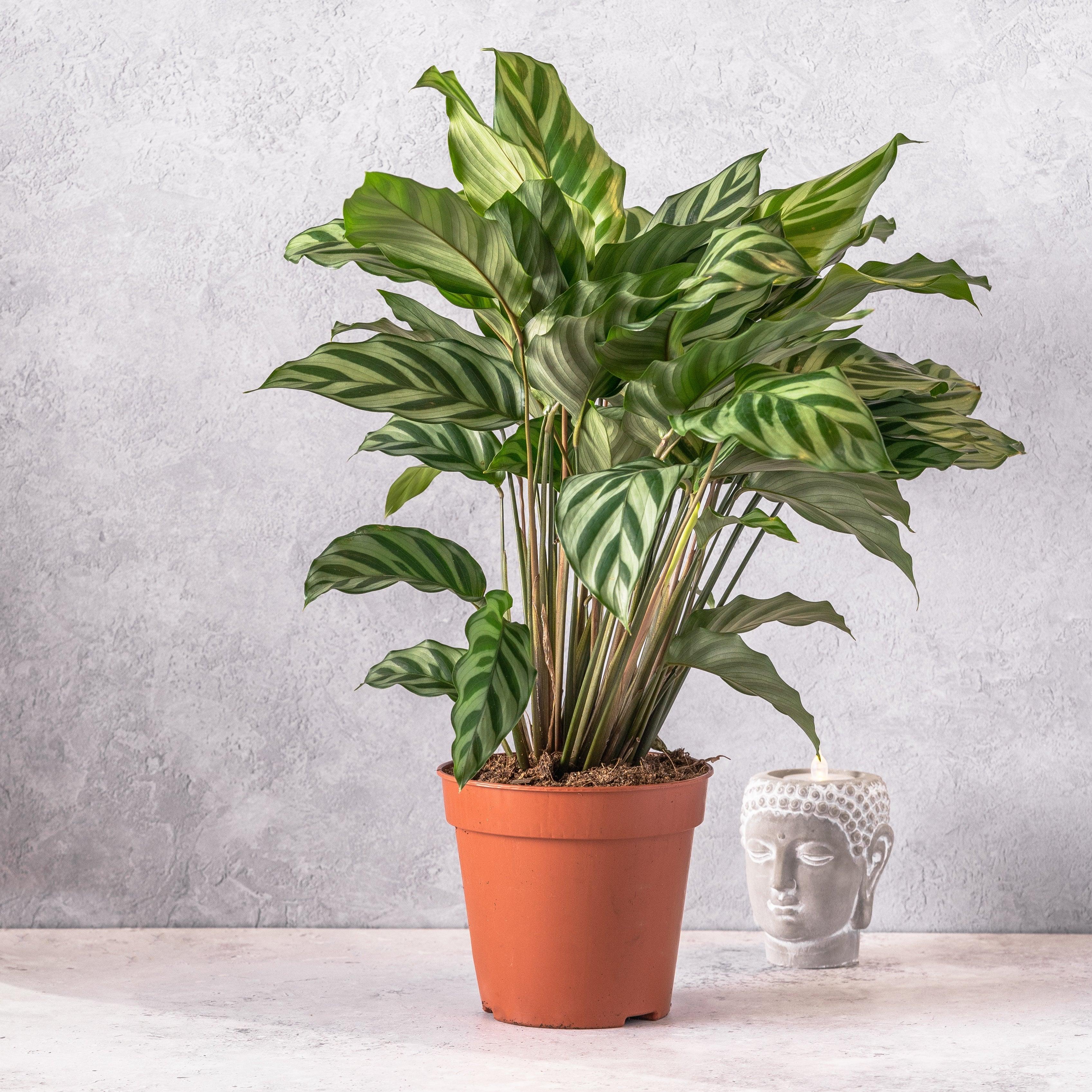 Calathea Concinna Freddie | 13cm Pot | Pet Friendly House Plant
