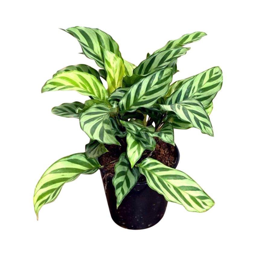 Calathea Concinna Freddie | 13cm Pot | Pet Friendly House Plant - Image 2