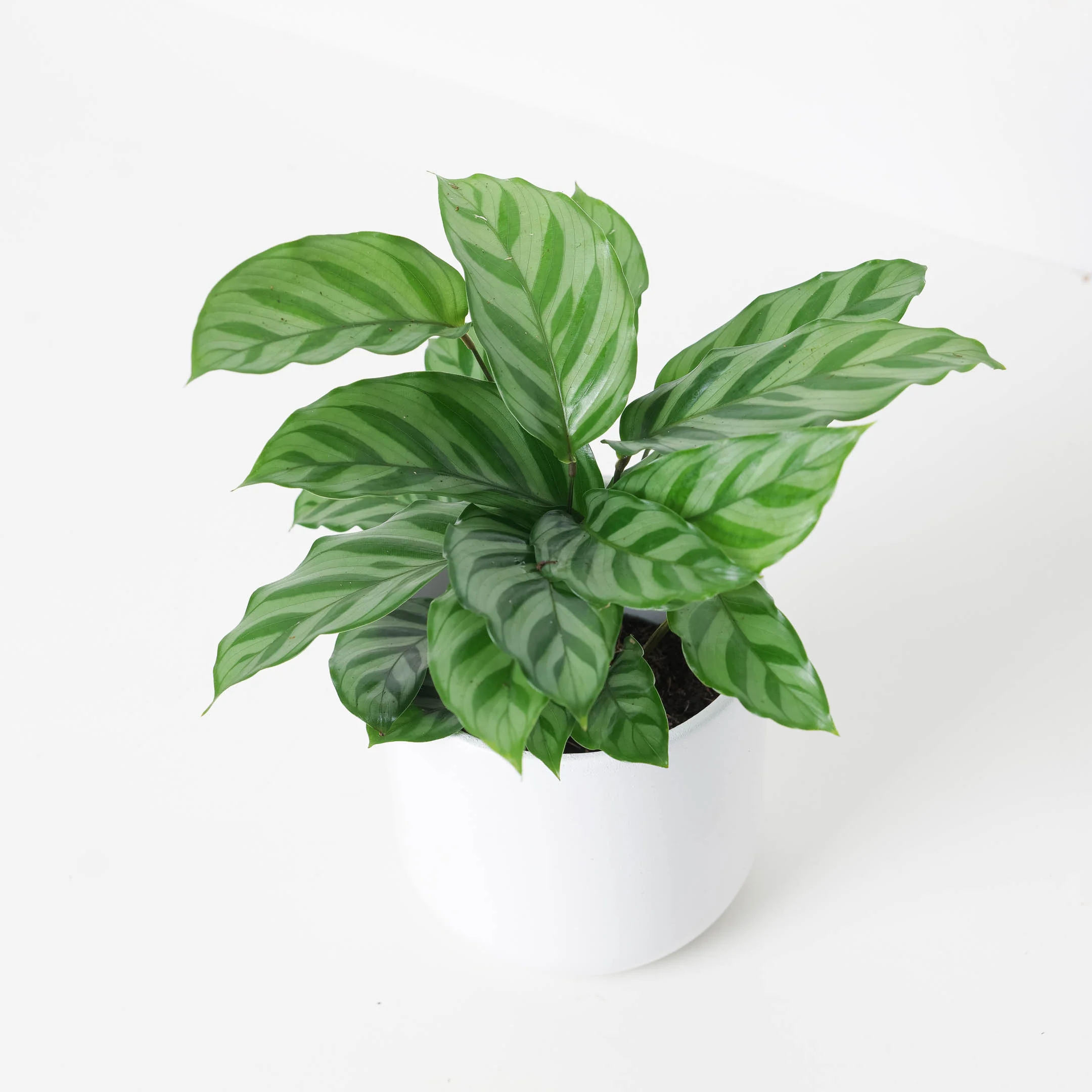 Calathea 'Freddy'