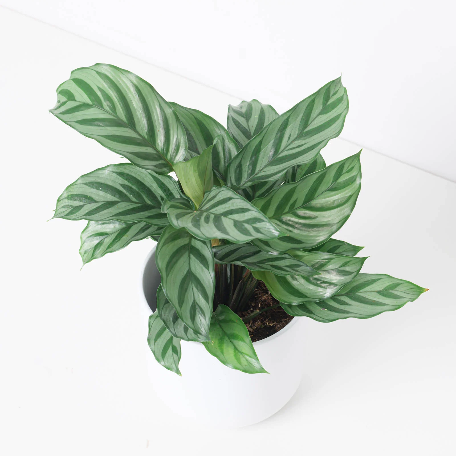 Calathea 'Freddy' - Image 2