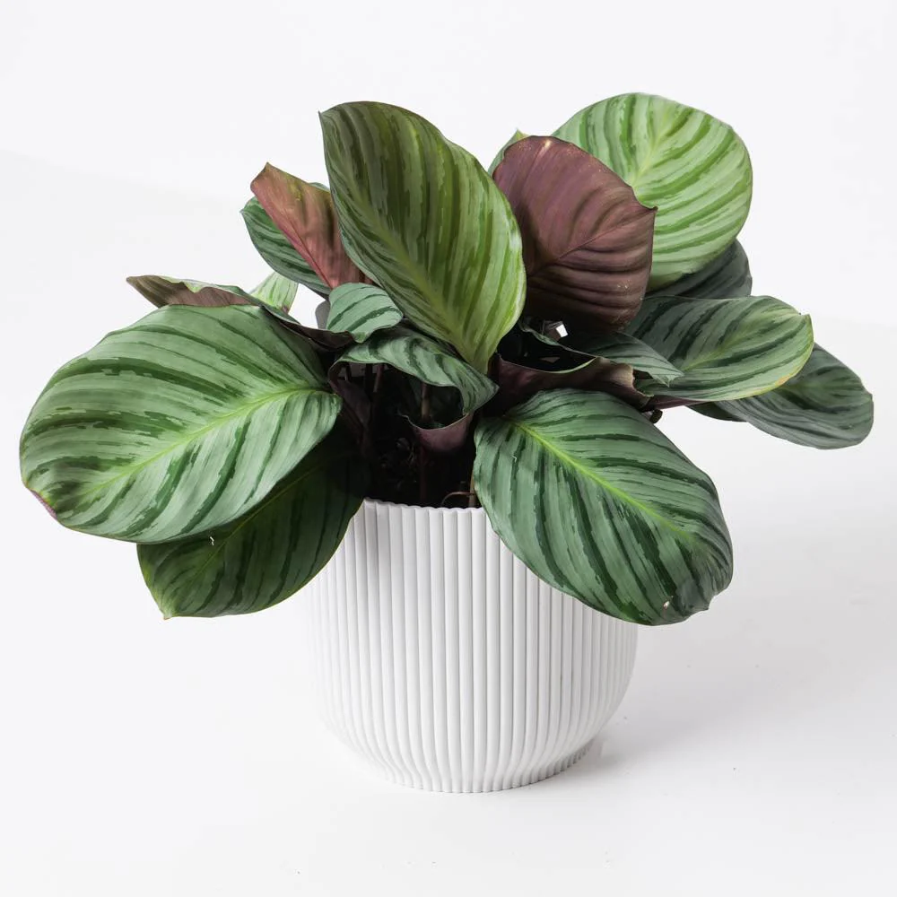 Calathea fucata