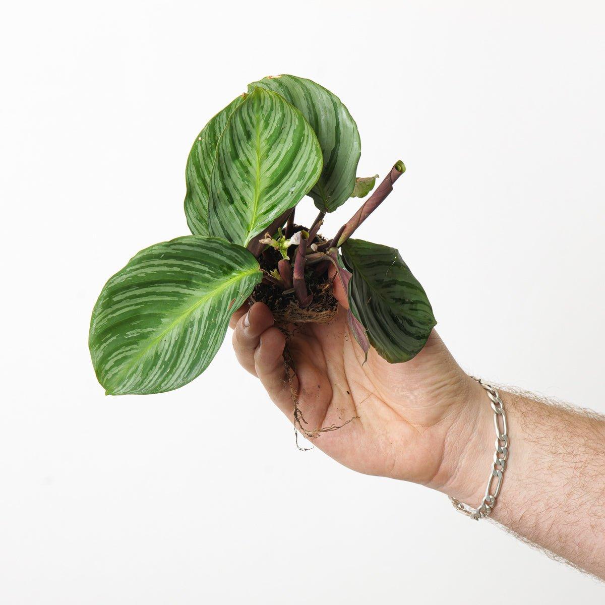 Calathea fucata - Image 2