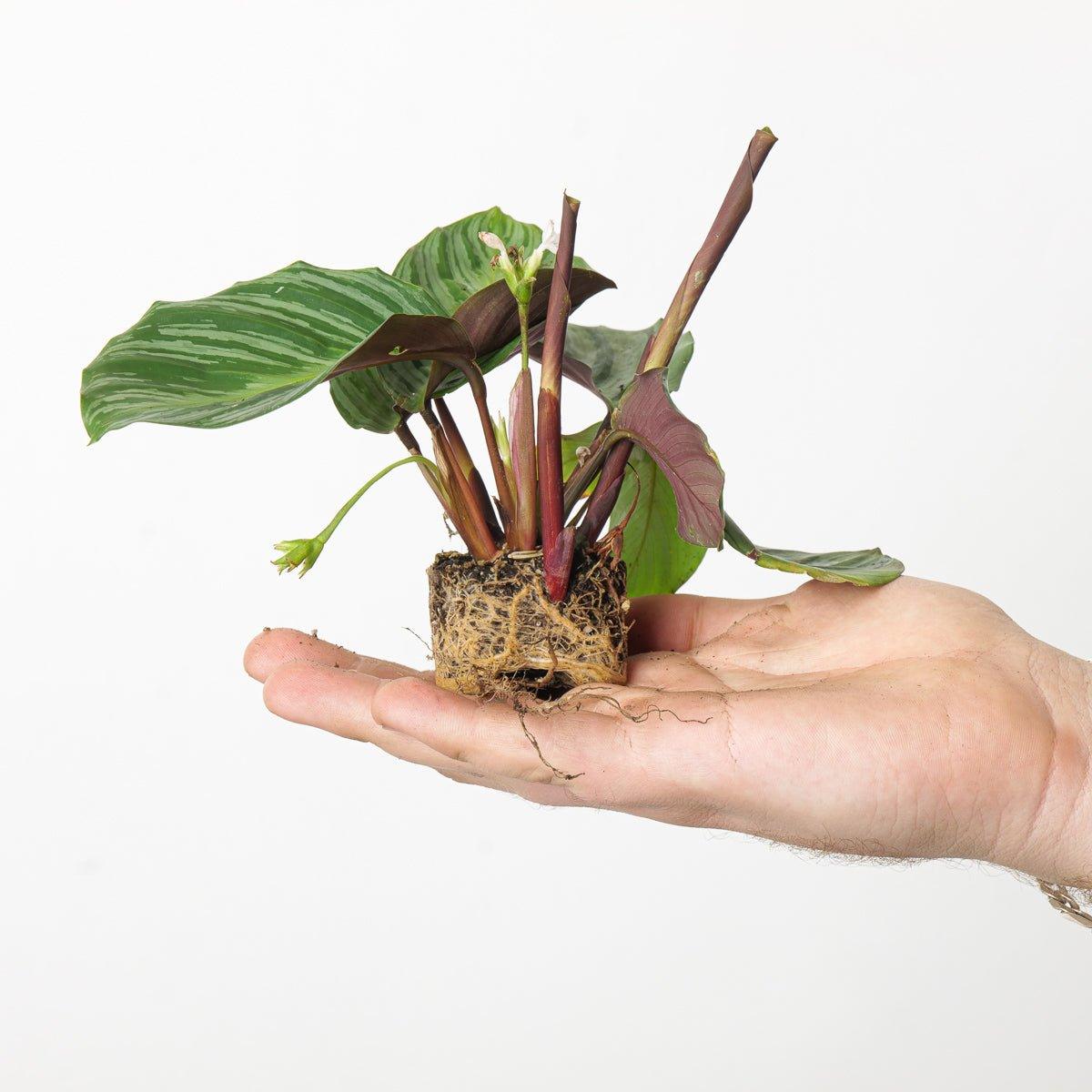 Calathea fucata - Image 3