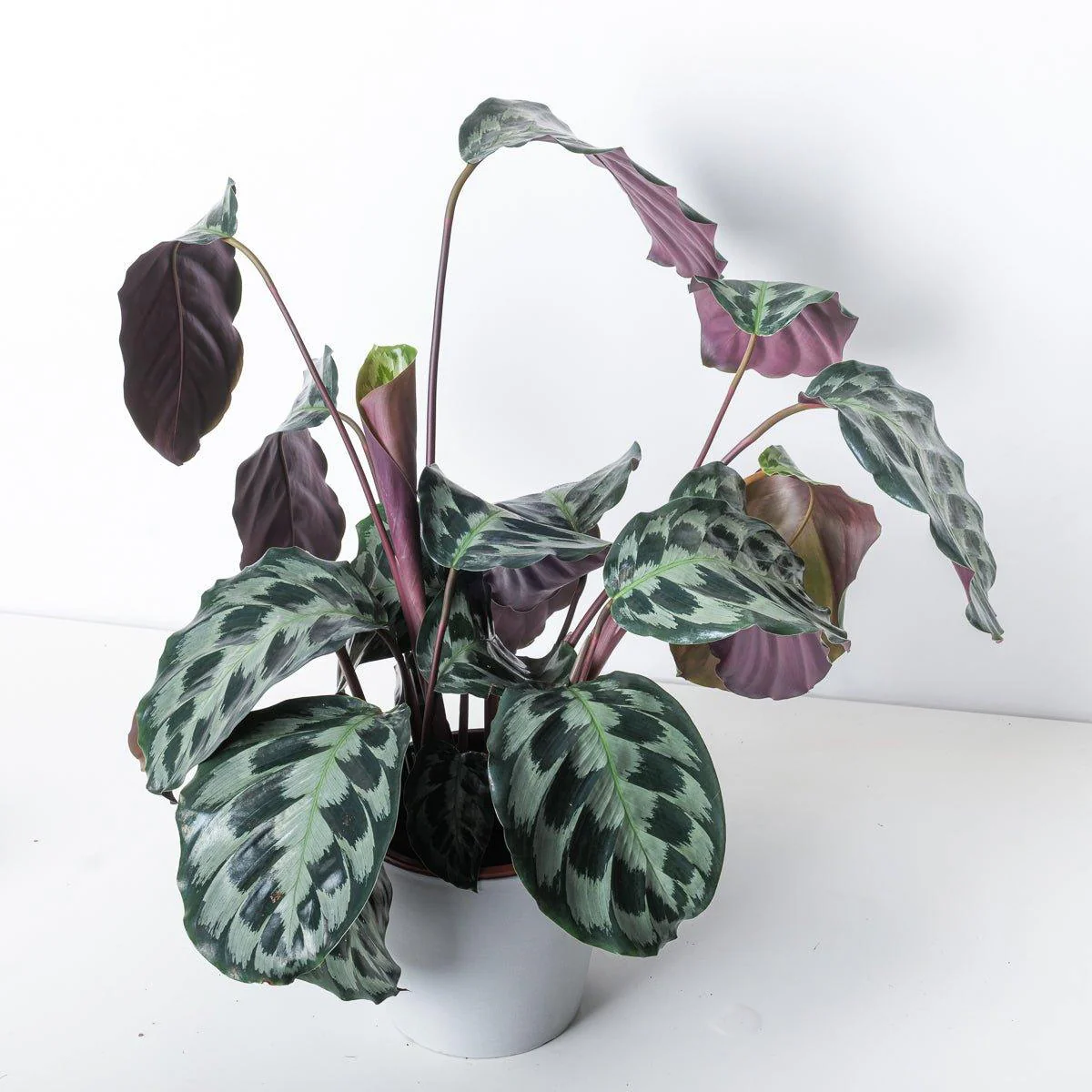 Calathea Helen Kennedy