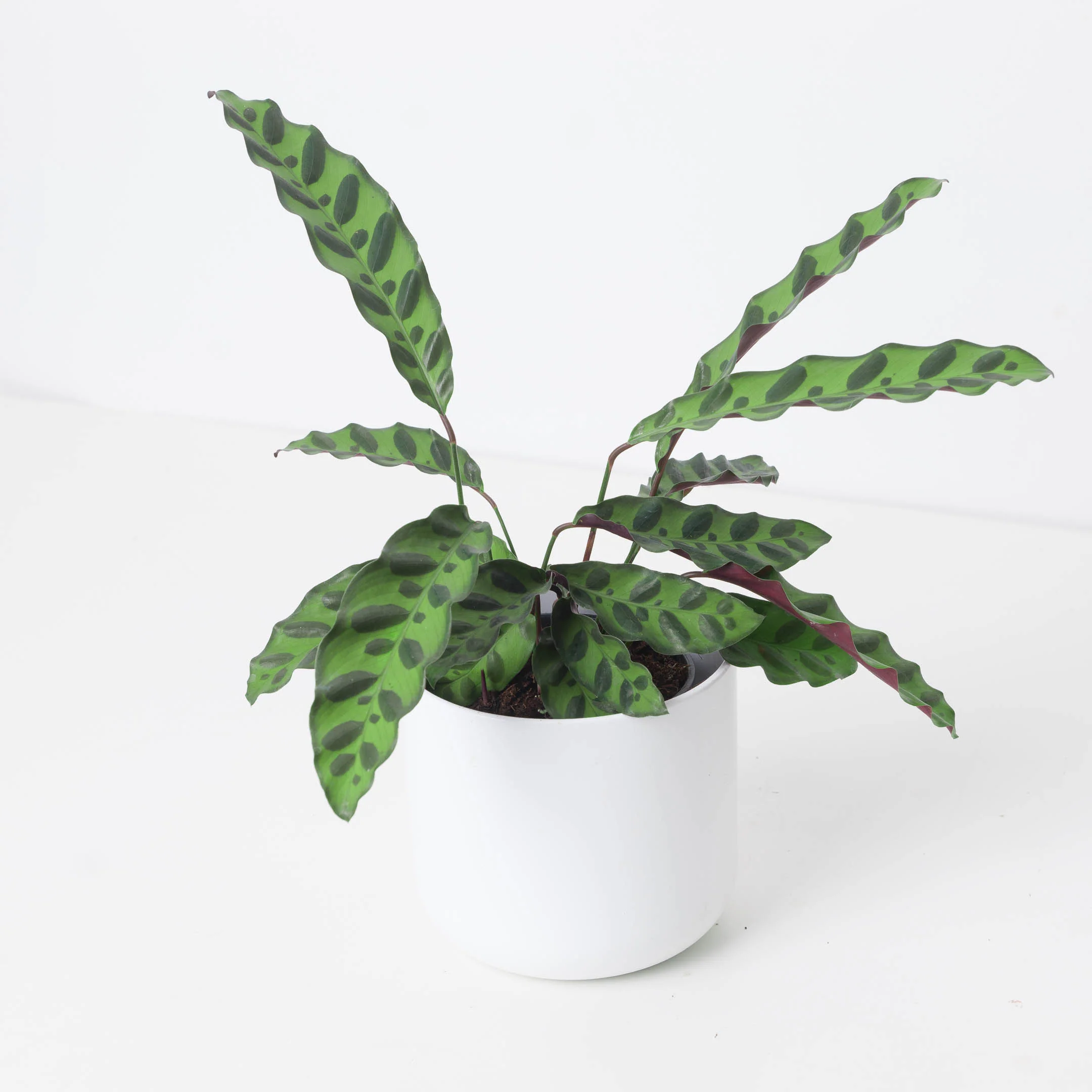 Calathea Lancifolia Rattlesnake
