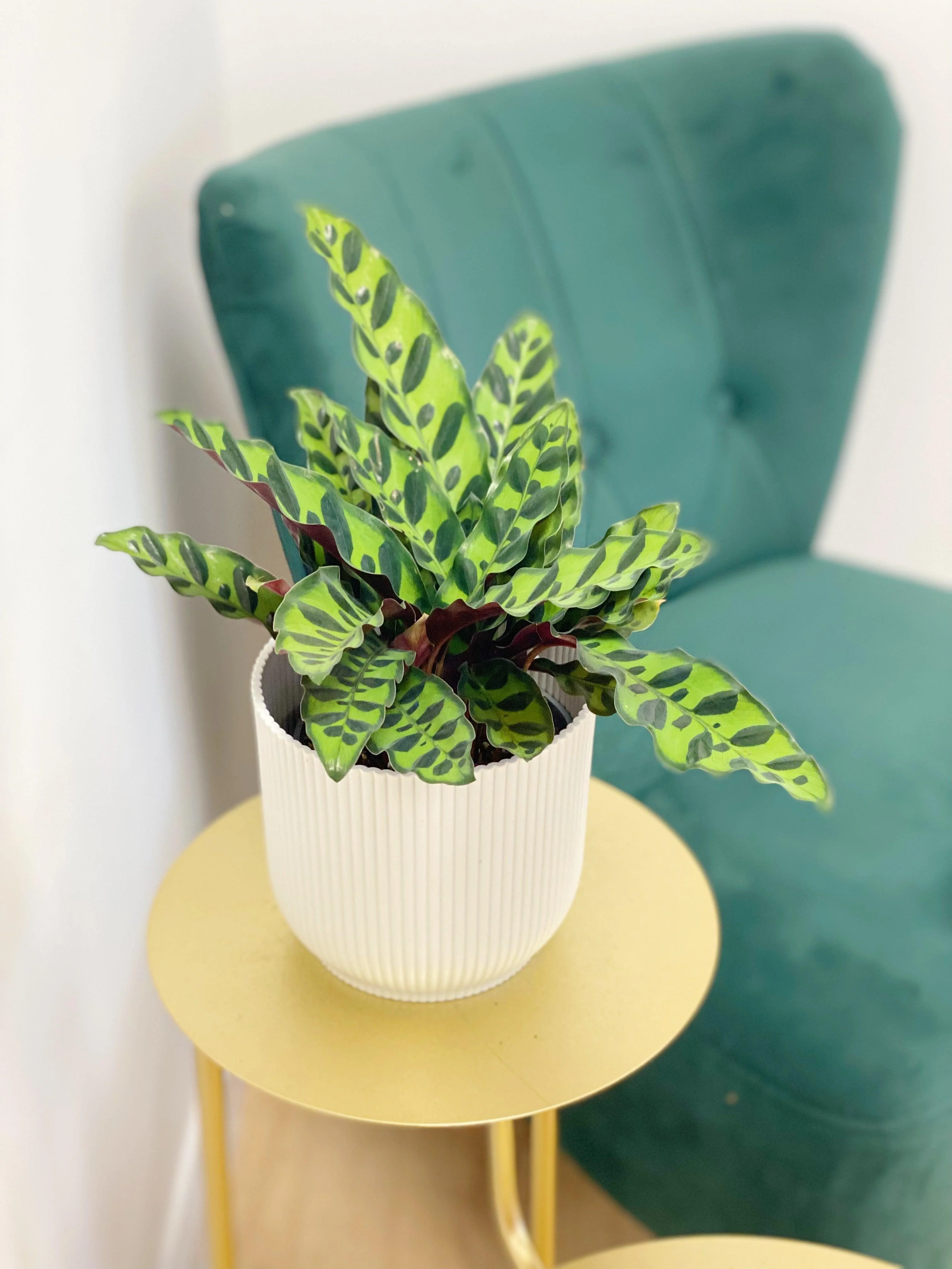 Calathea Lancifolia Rattlesnake - Image 2