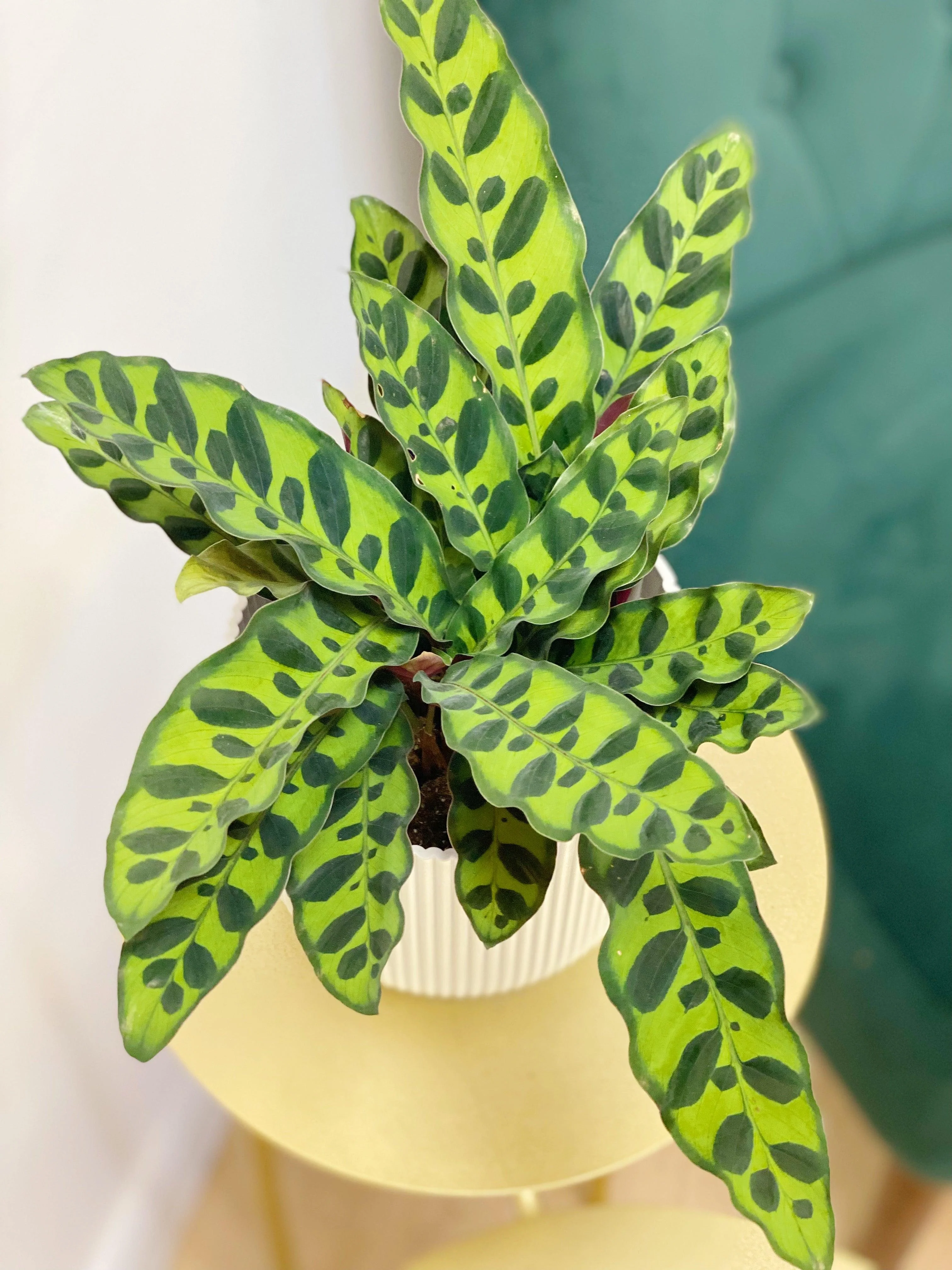 Calathea Lancifolia Rattlesnake - Image 3