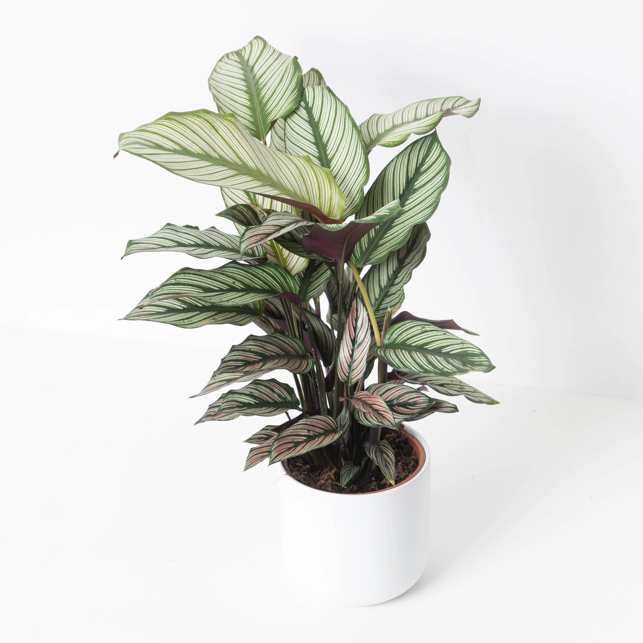 Calathea Majestica 'White Star'