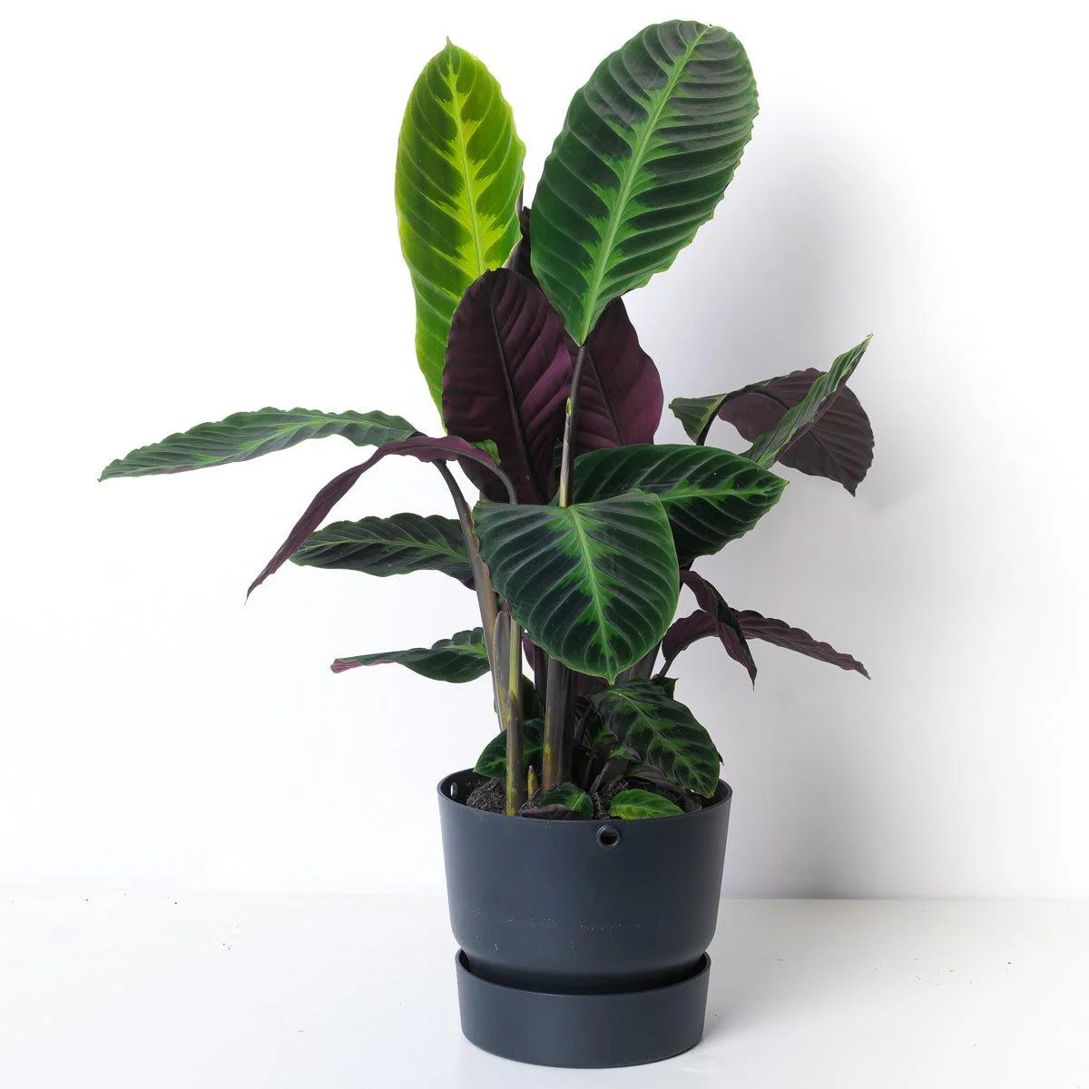 Calathea Warscewiczii