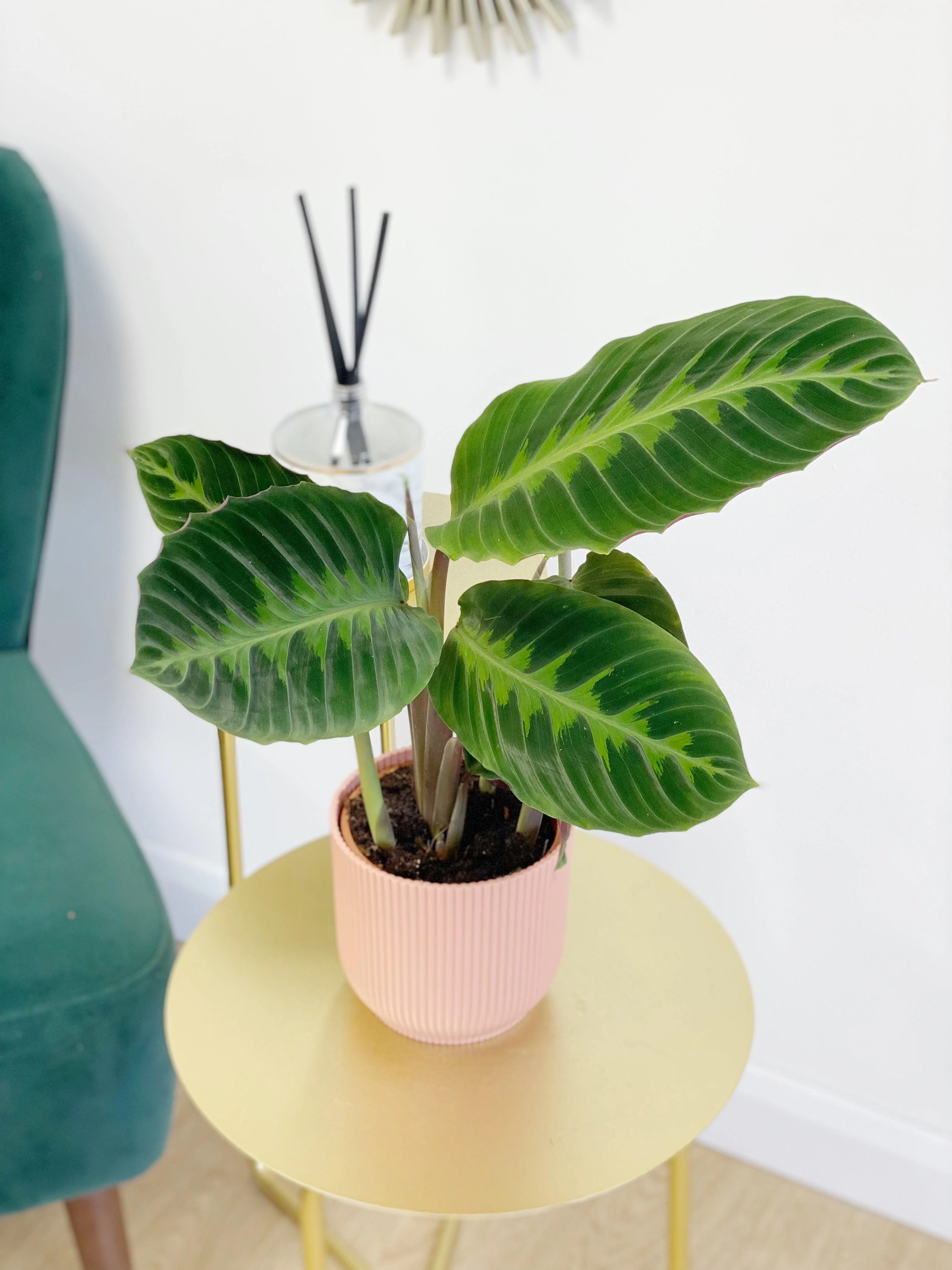 Calathea Warscewiczii - Image 2