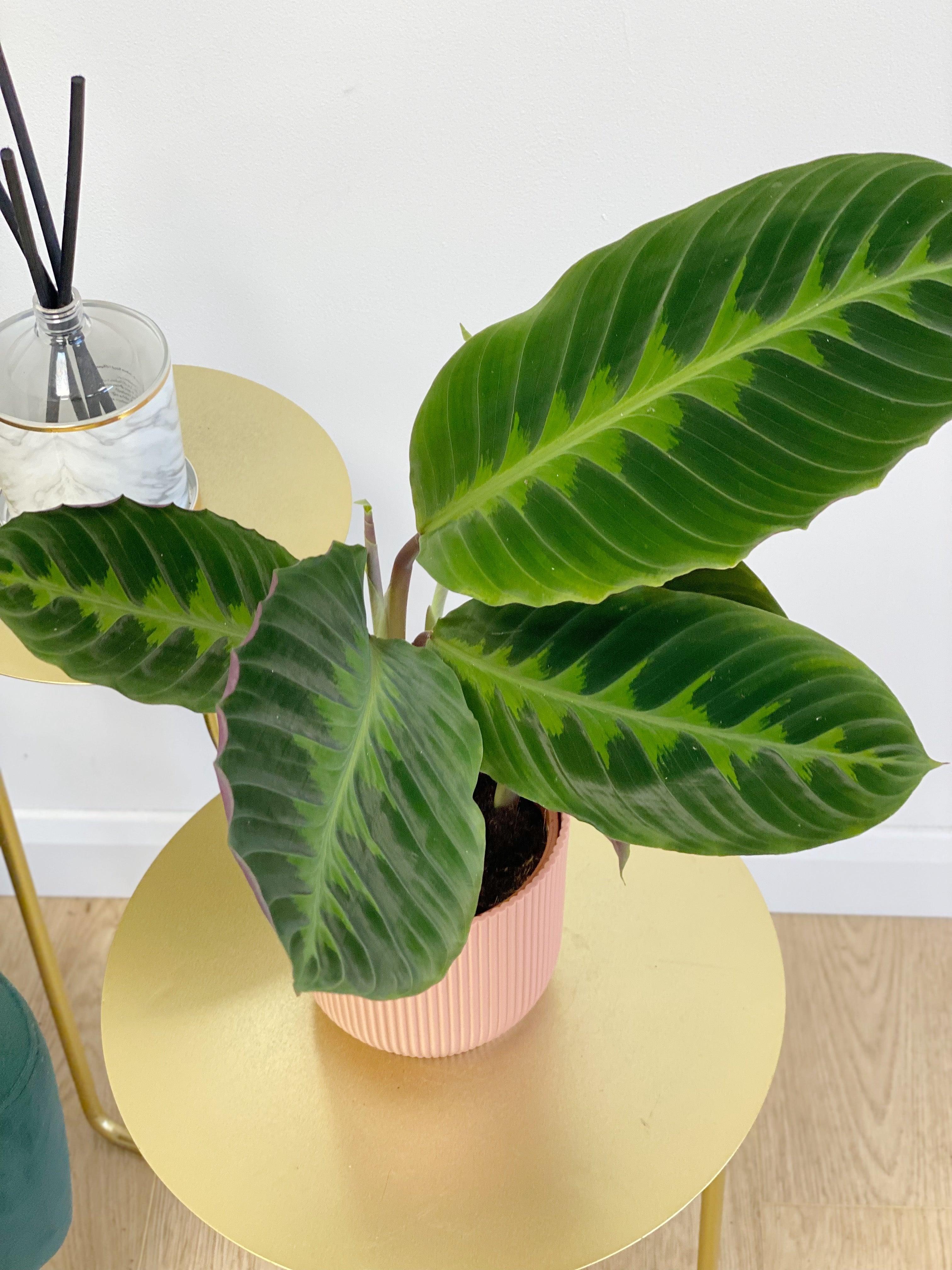 Calathea Warscewiczii - Image 3