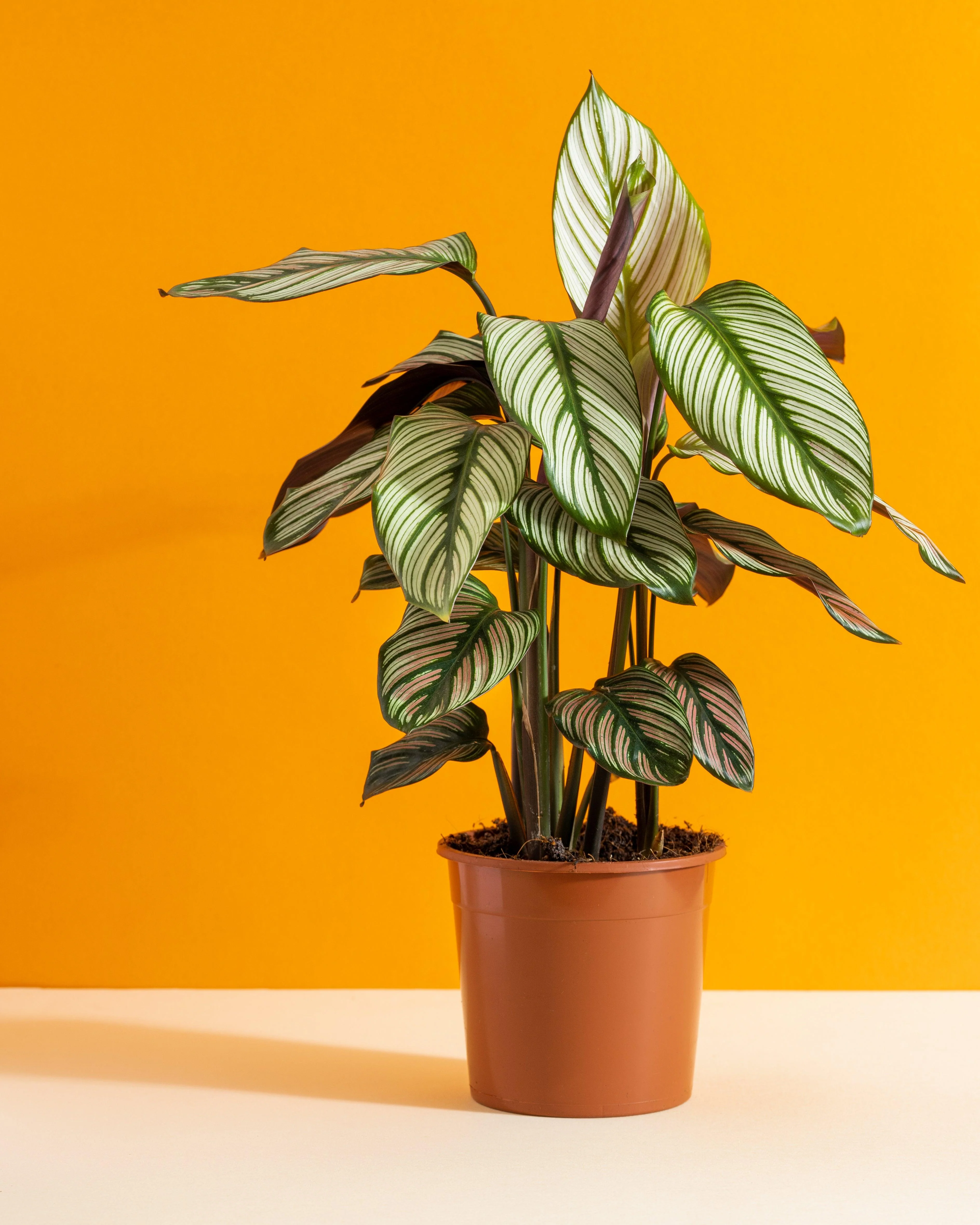 Calathea Majestica Whitestar | Pet Friendly House Plant