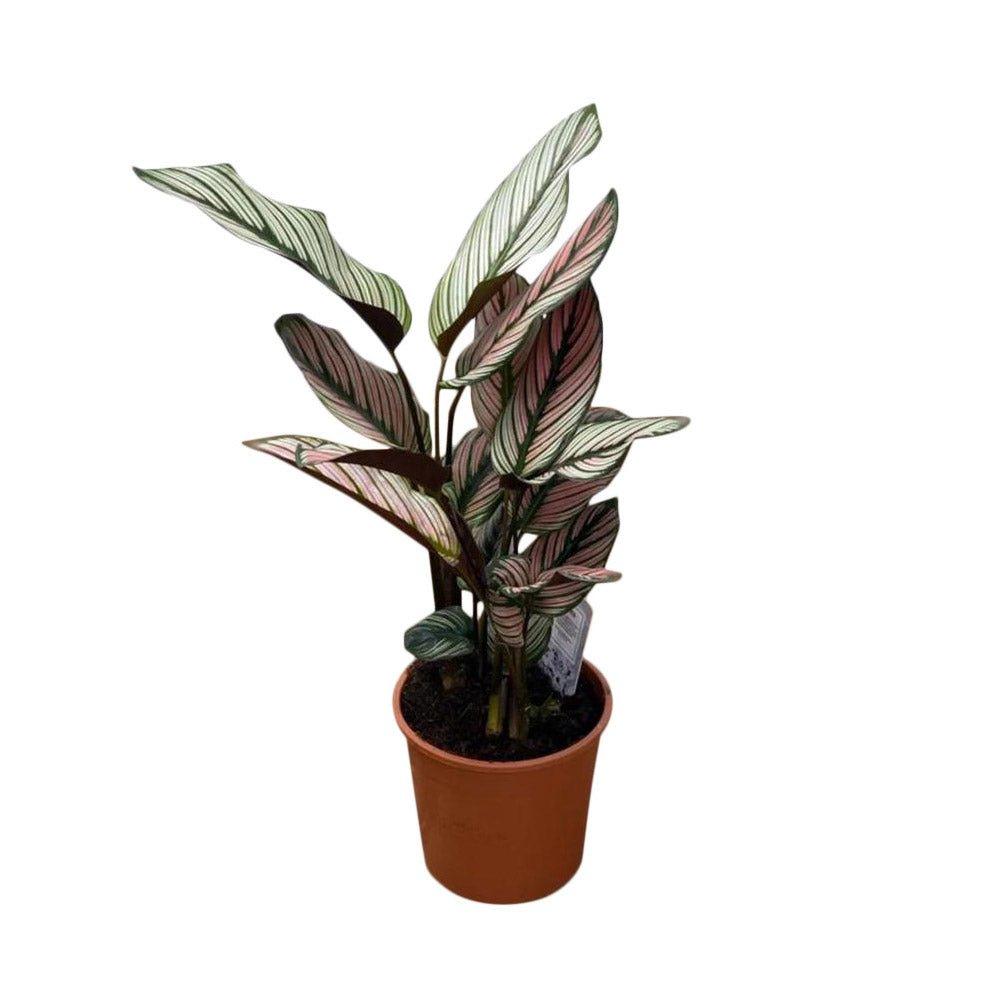 Calathea Majestica Whitestar | Pet Friendly House Plant - Image 2