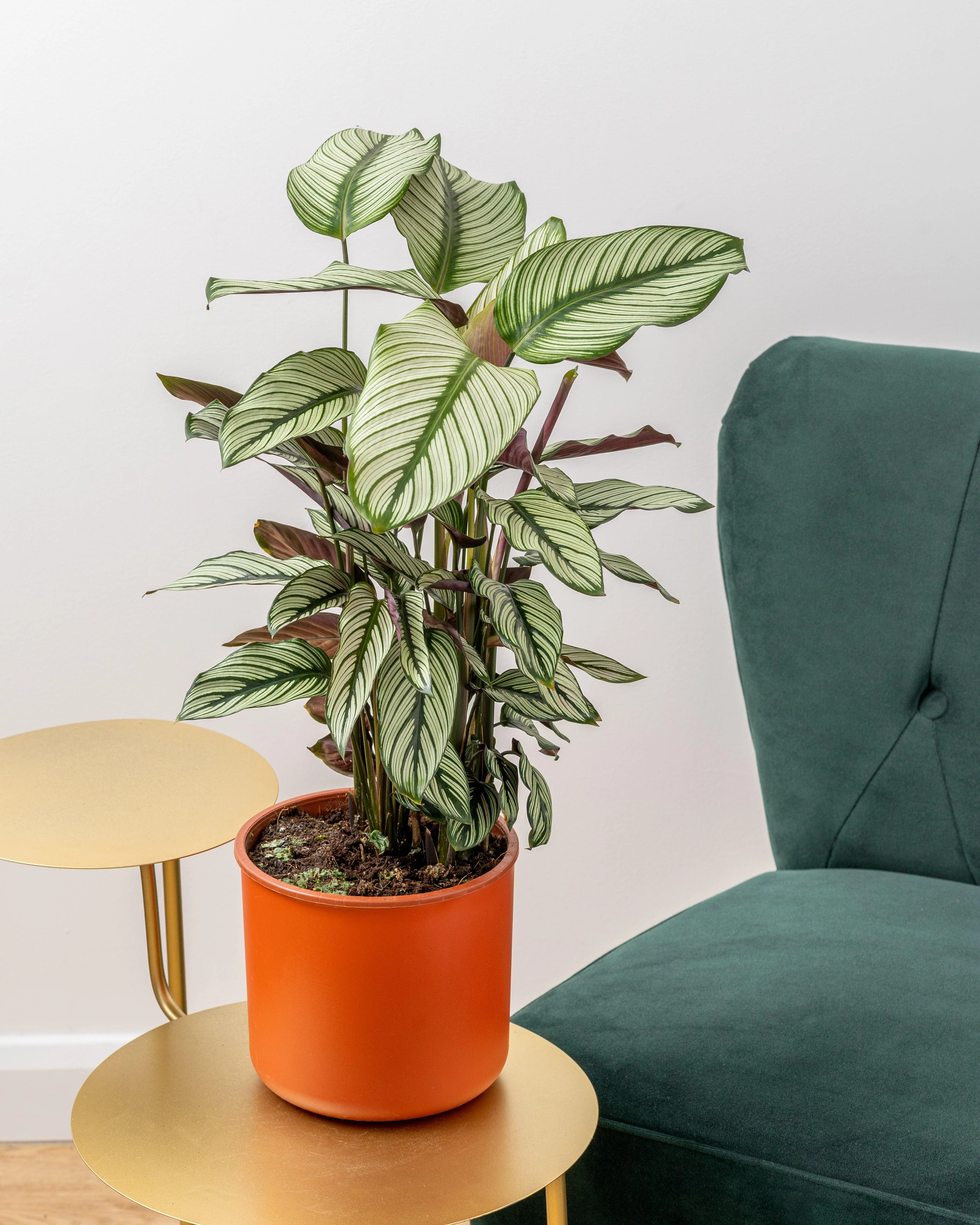 Calathea Majestica Whitestar | Pet Friendly House Plant - Image 3