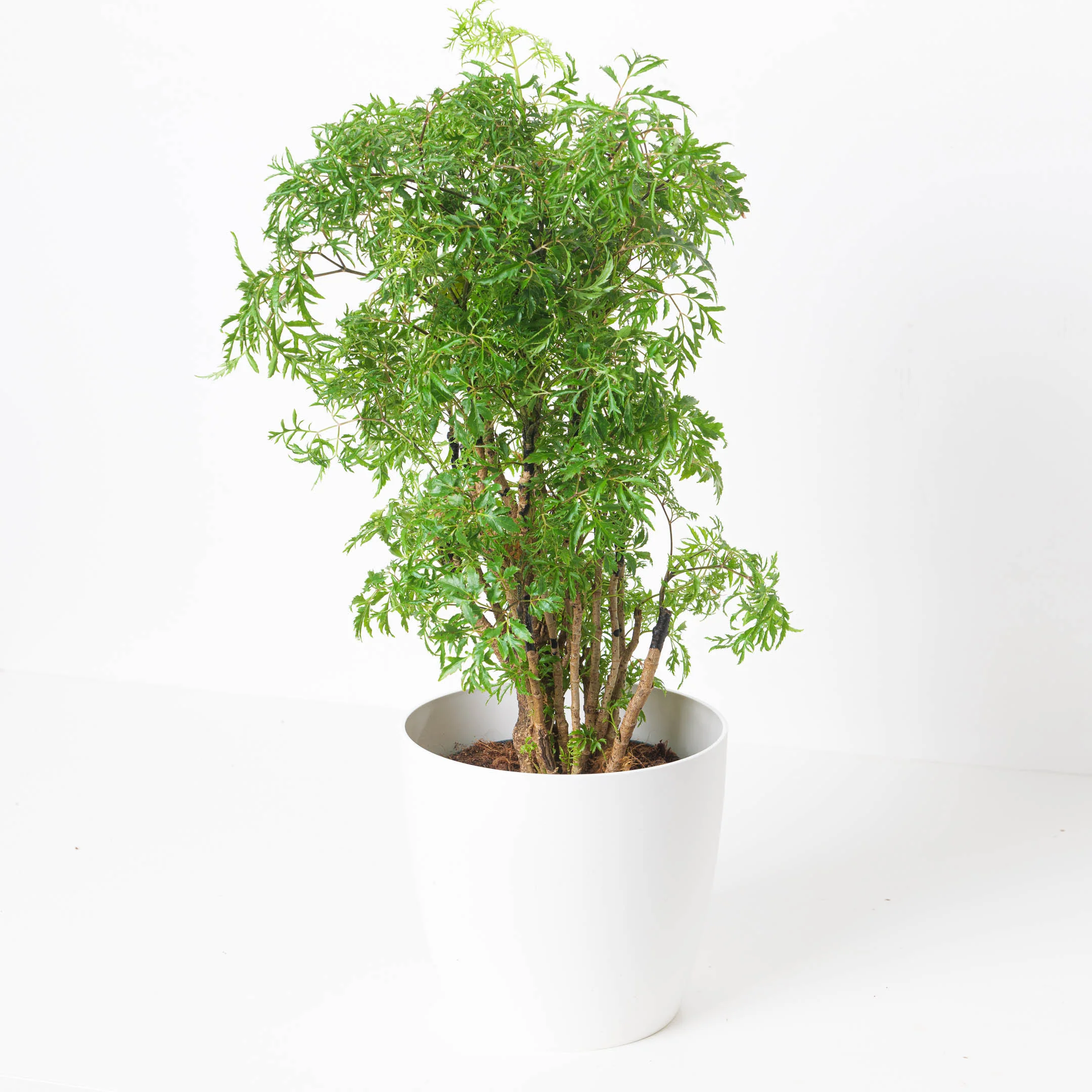 Polyscias ming