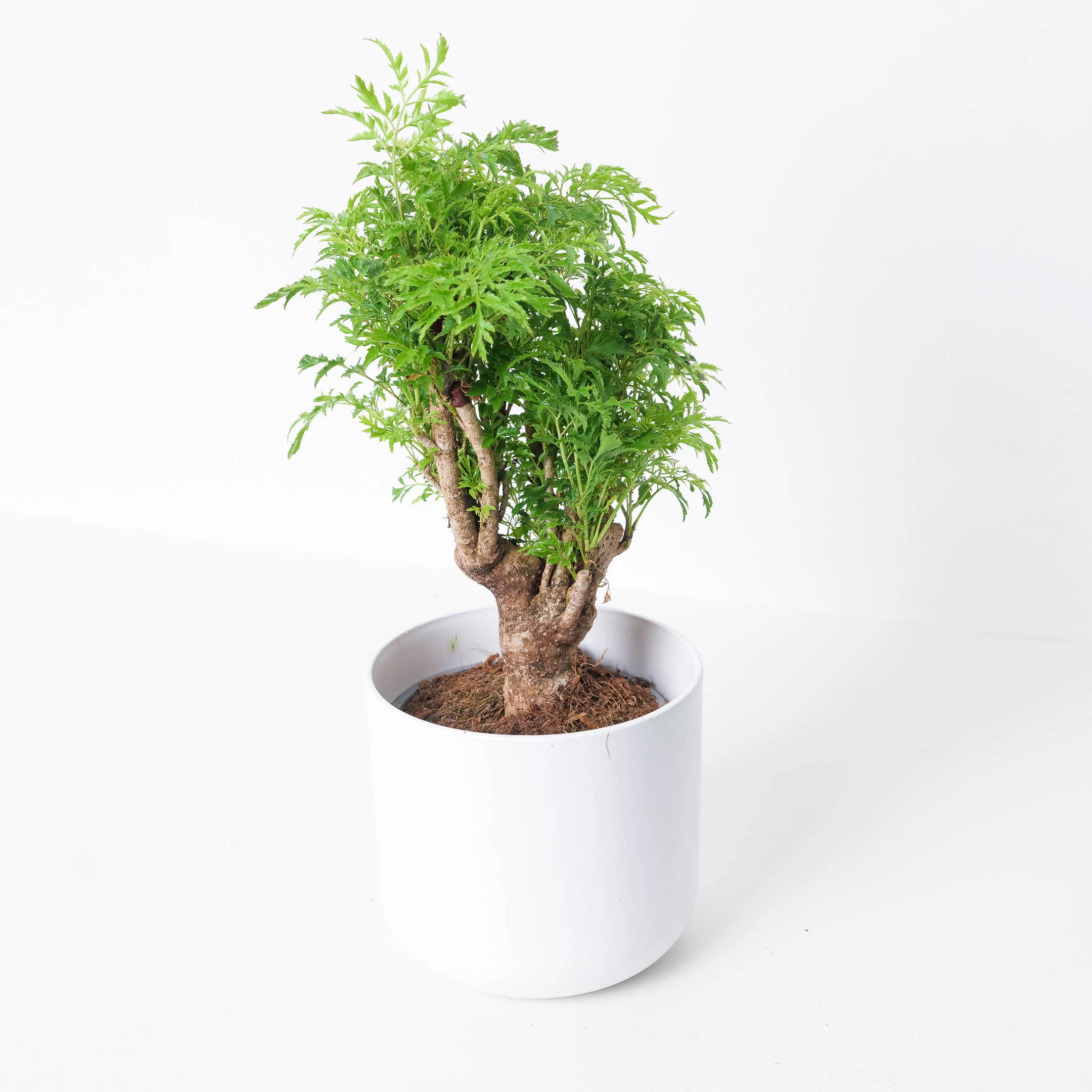 Polyscias ming - Image 2