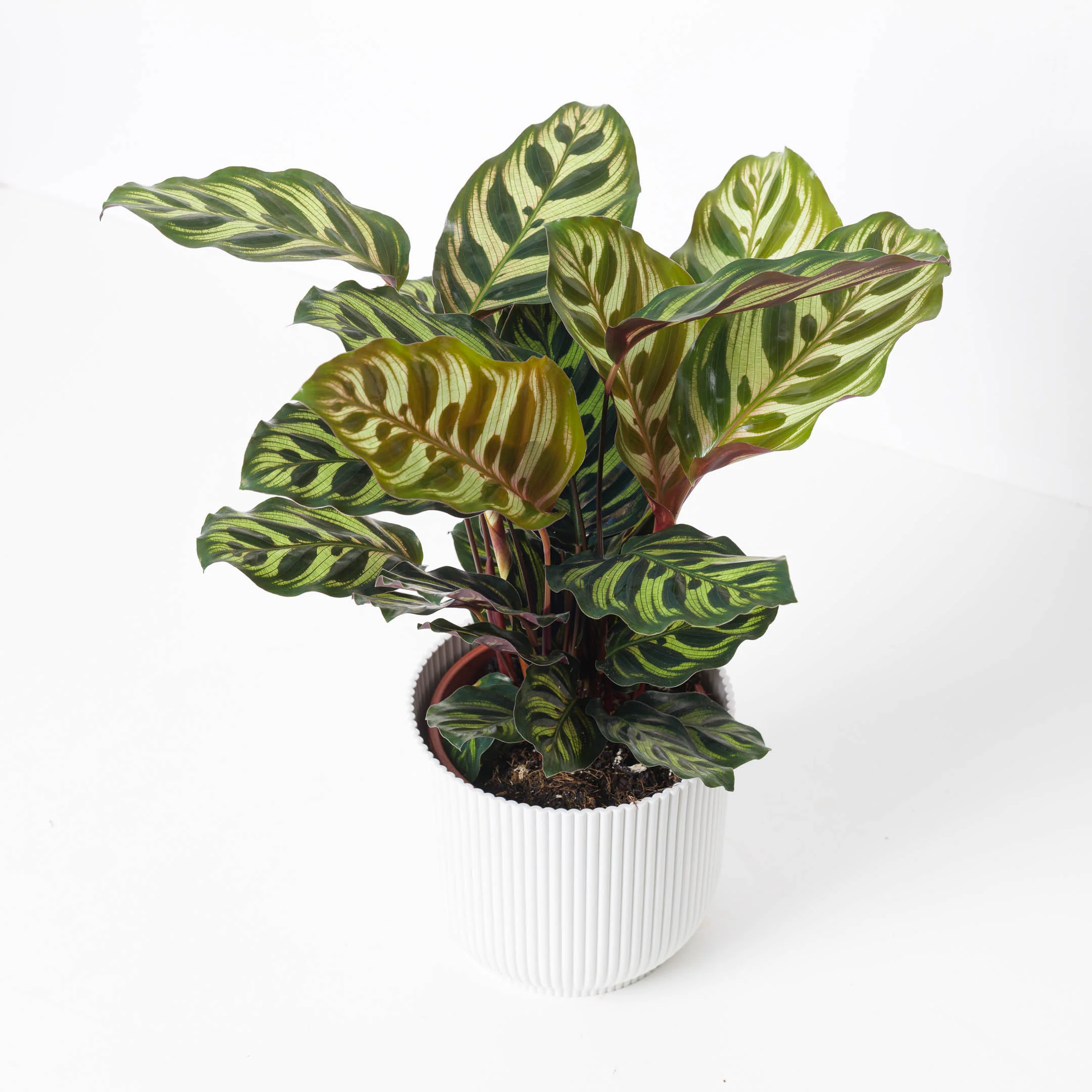 Calathea Makoyana | Peacock Plant