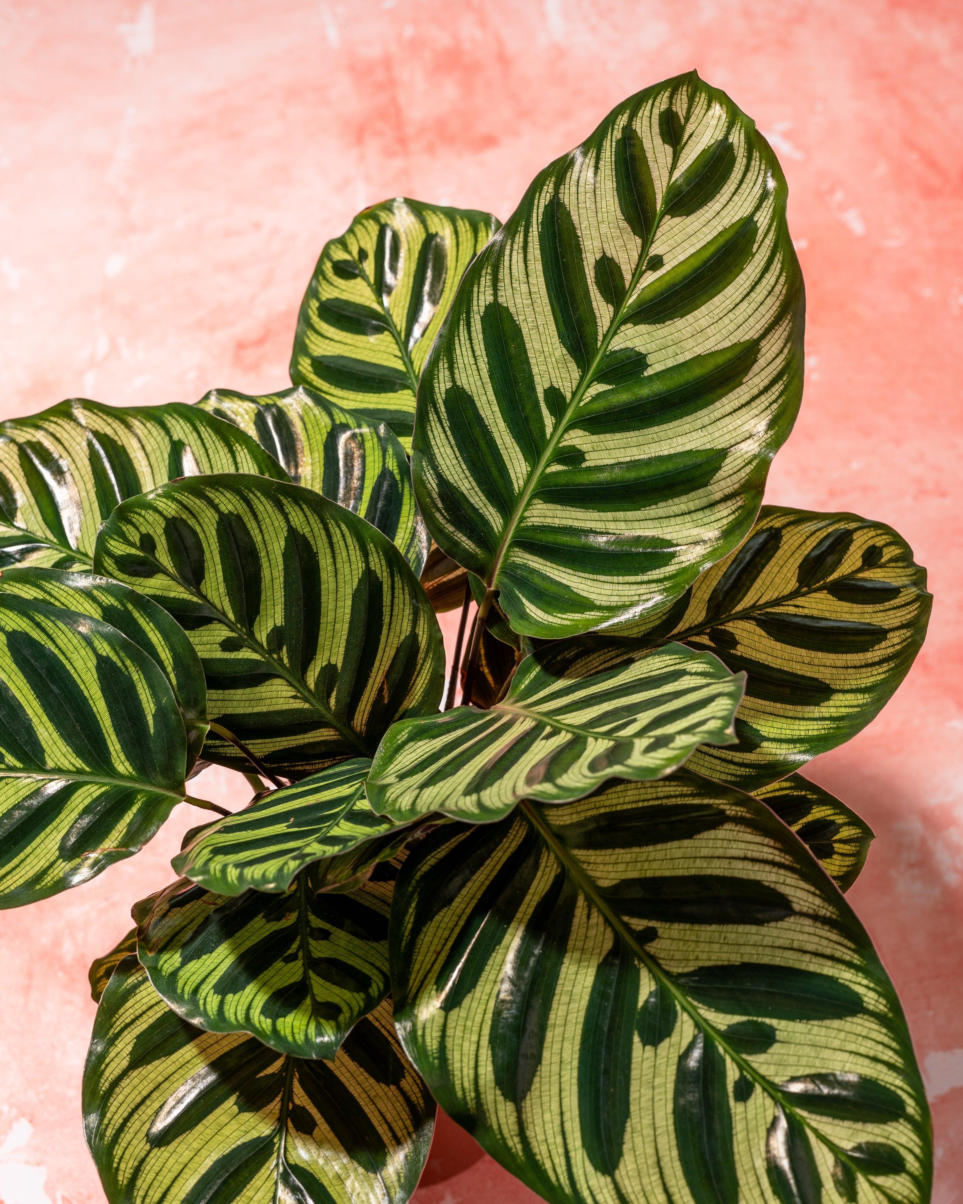 Calathea Makoyana | Peacock Plant - Image 2