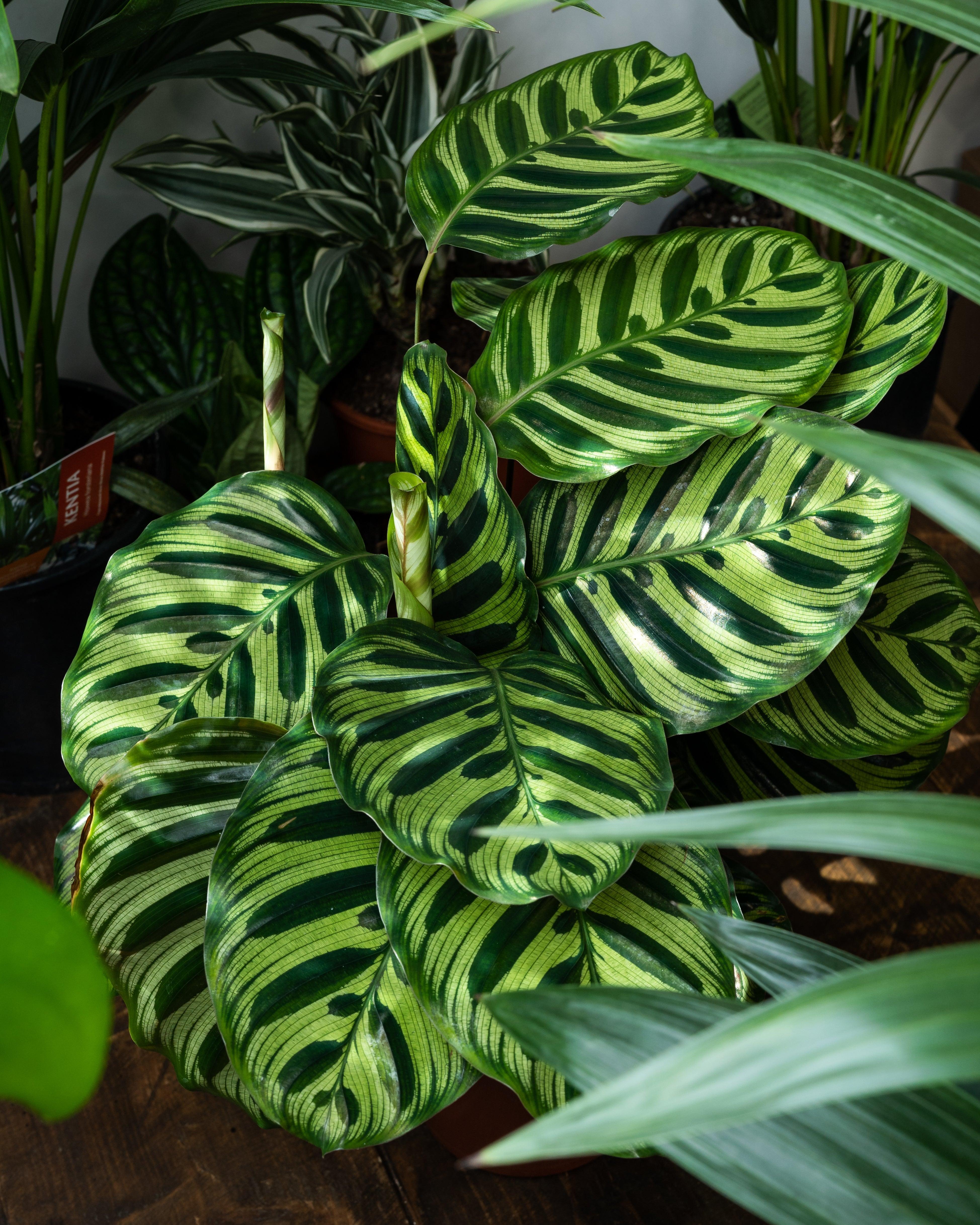 Calathea Makoyana | Peacock Plant - Image 3