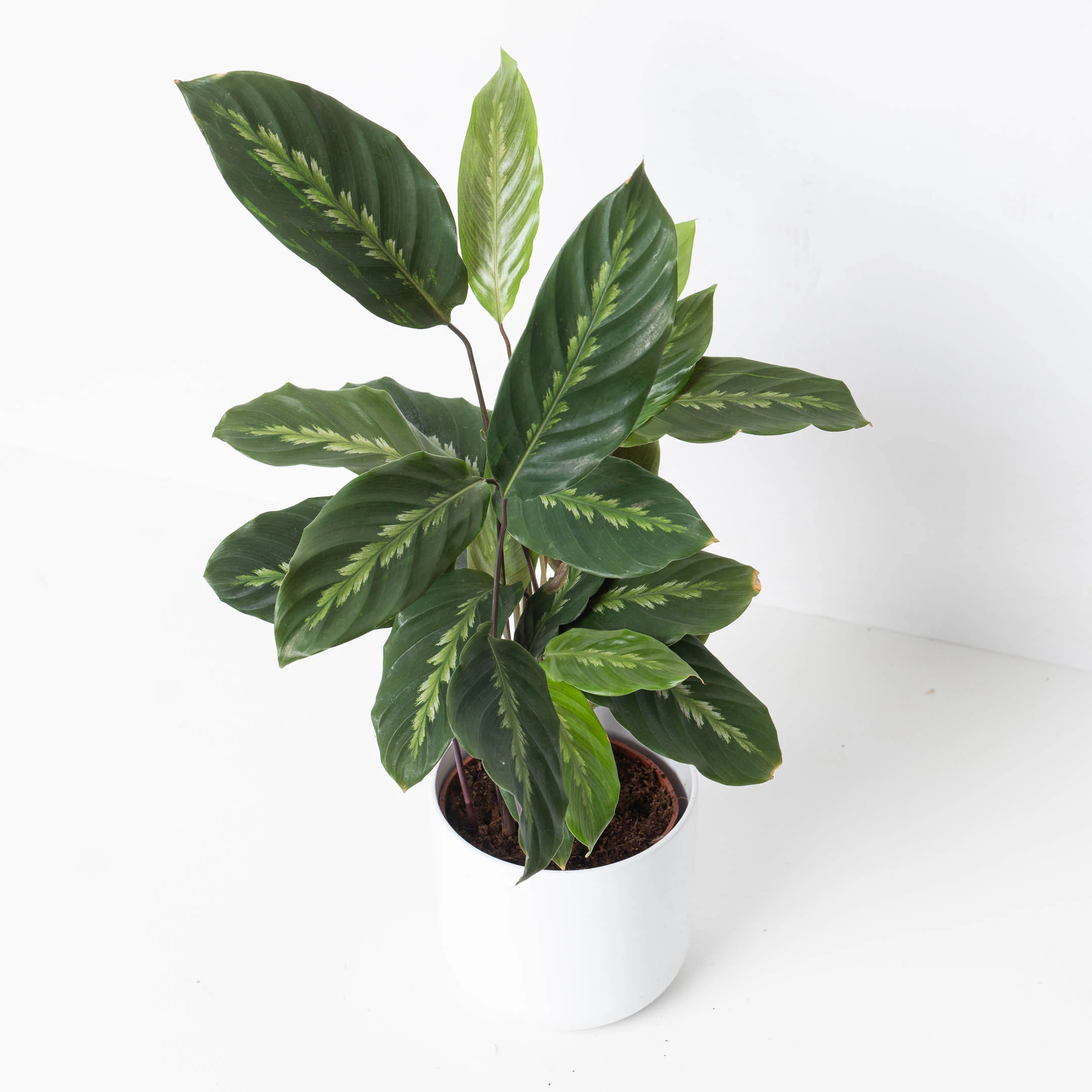 Calathea Maui Queen