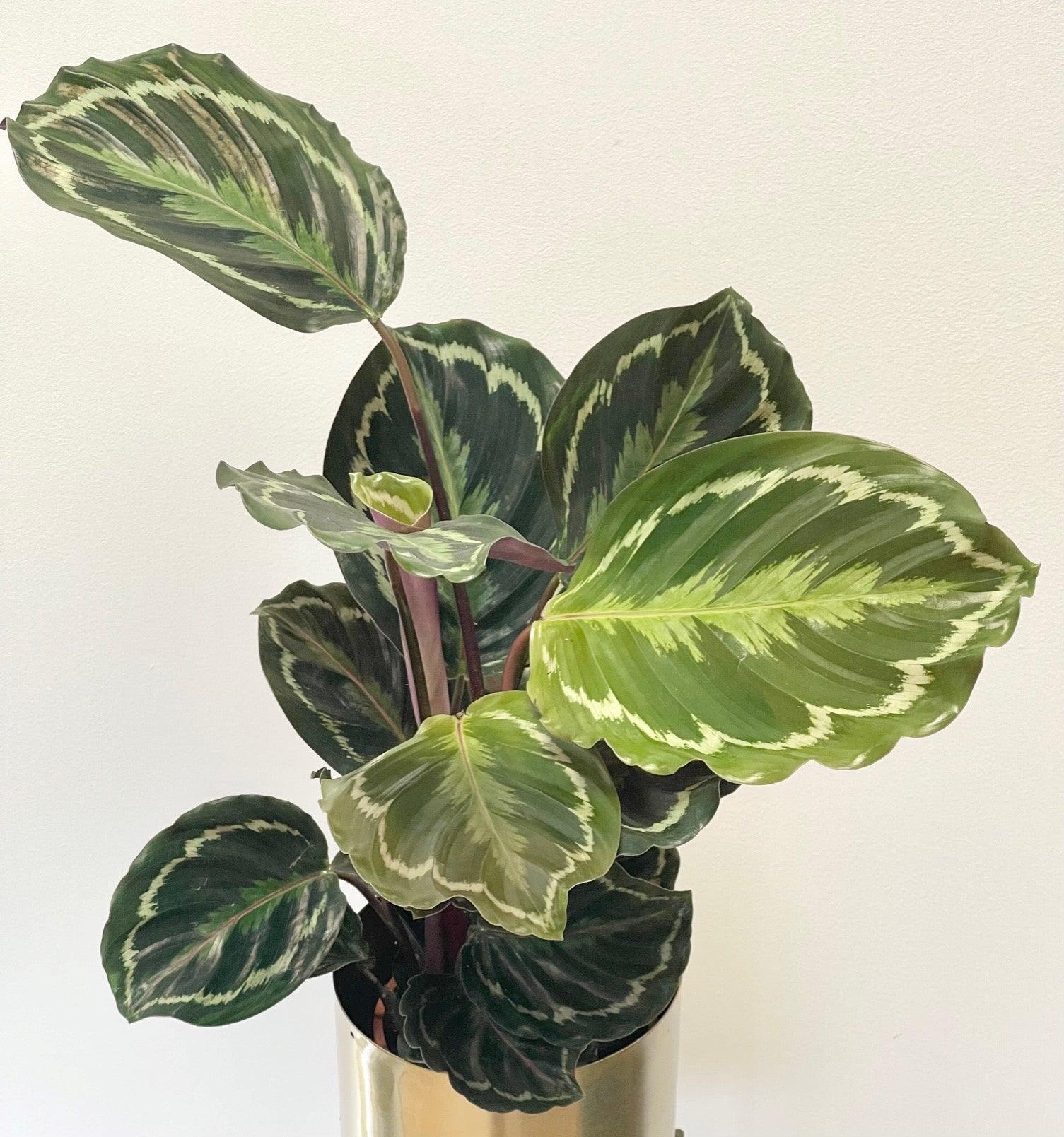 Calathea Medallion - Image 3