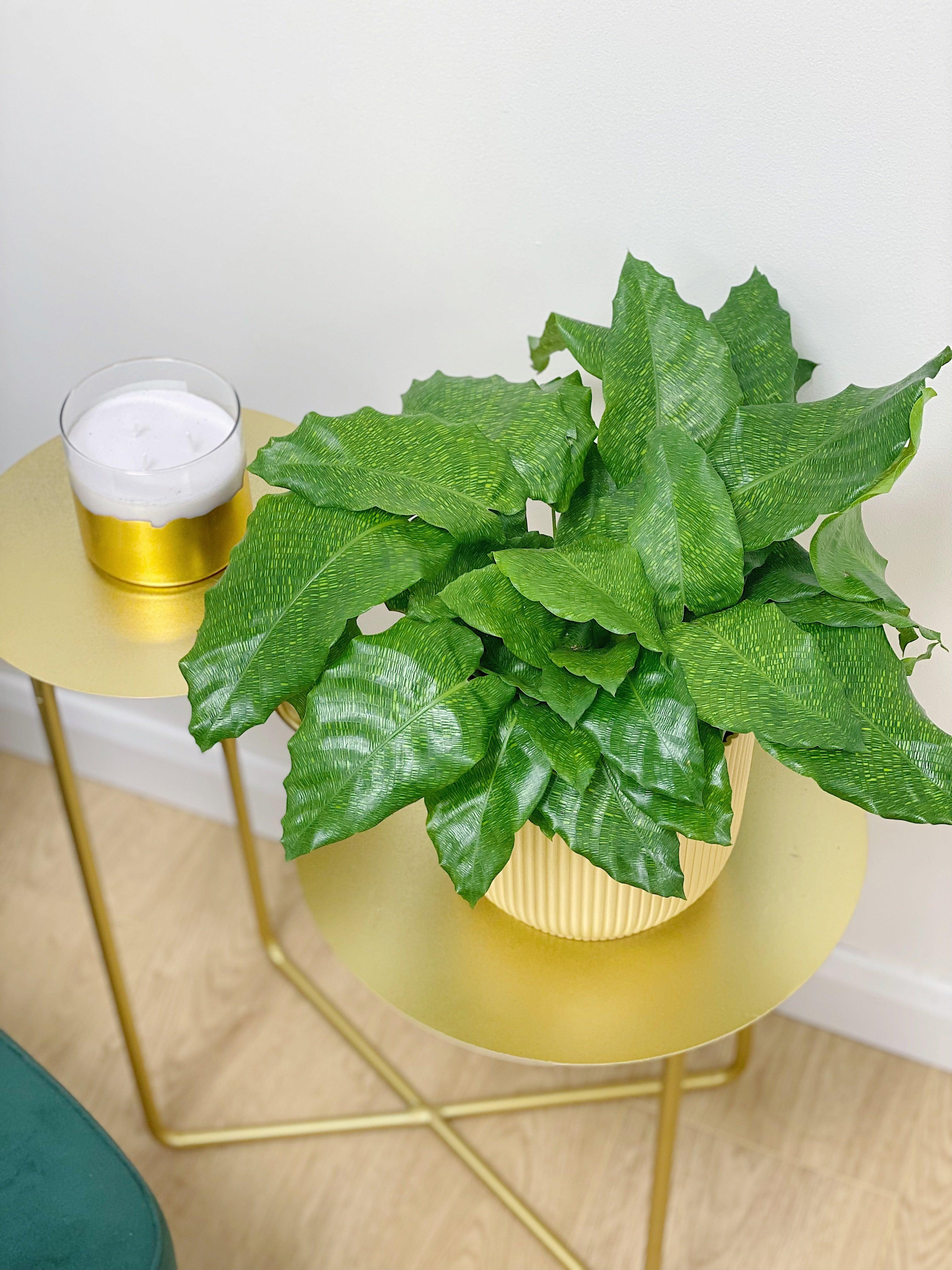 Calathea Musaica Network - Image 2