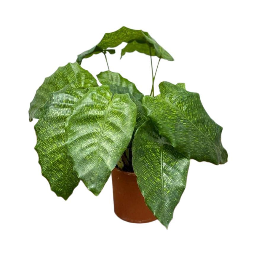 Calathea Musaica Network - Image 4